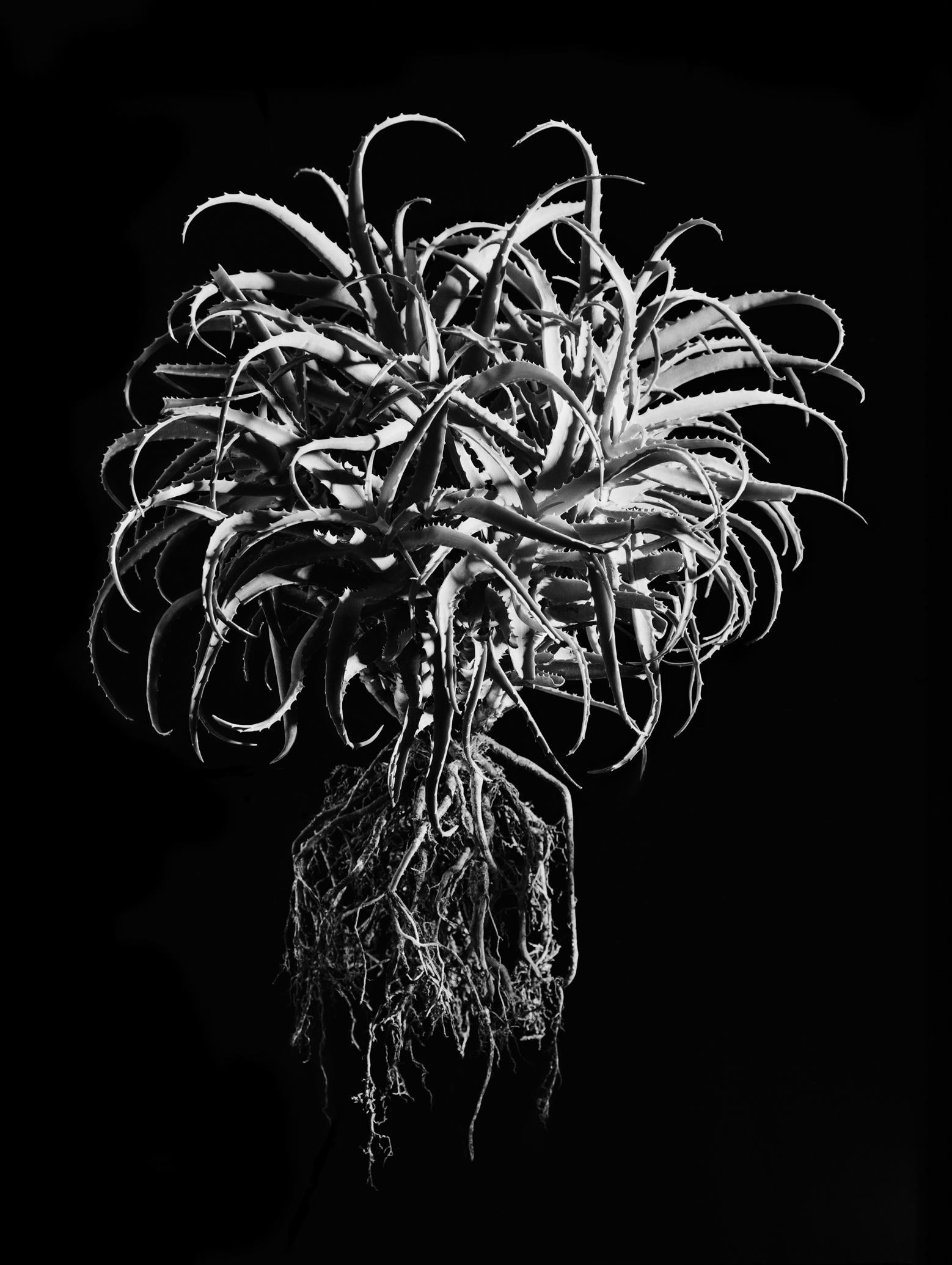 David Ballam Rolled Canvas Prints - Aloe Collection (120cm x 180cm)