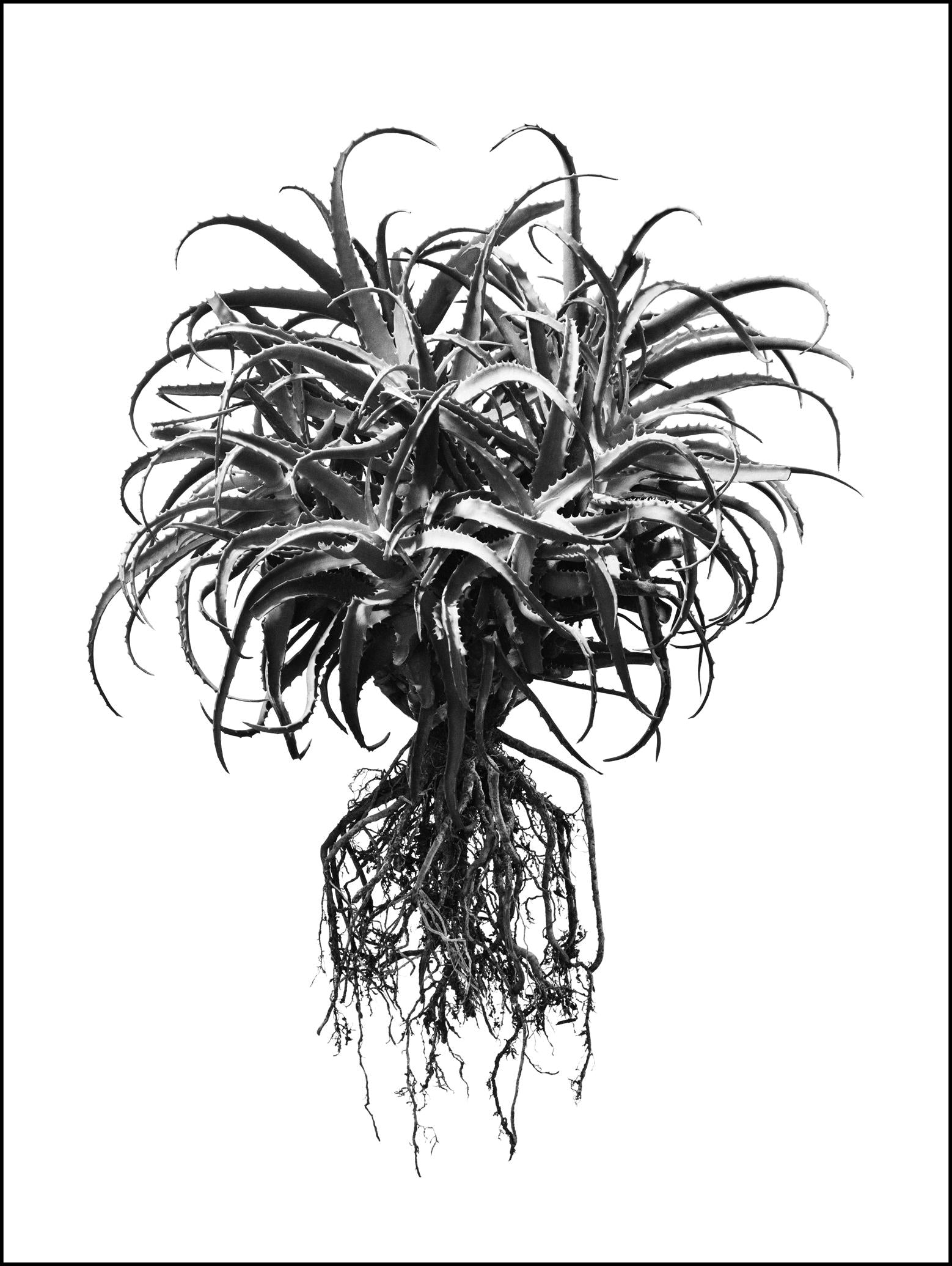 David Ballam Rolled Canvas Prints - Aloe Collection (120cm x 180cm)