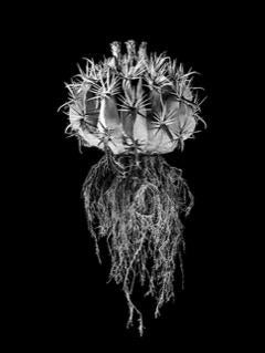 David Ballam Rolled Canvas Prints - Aloe Collection (120cm x 180cm)