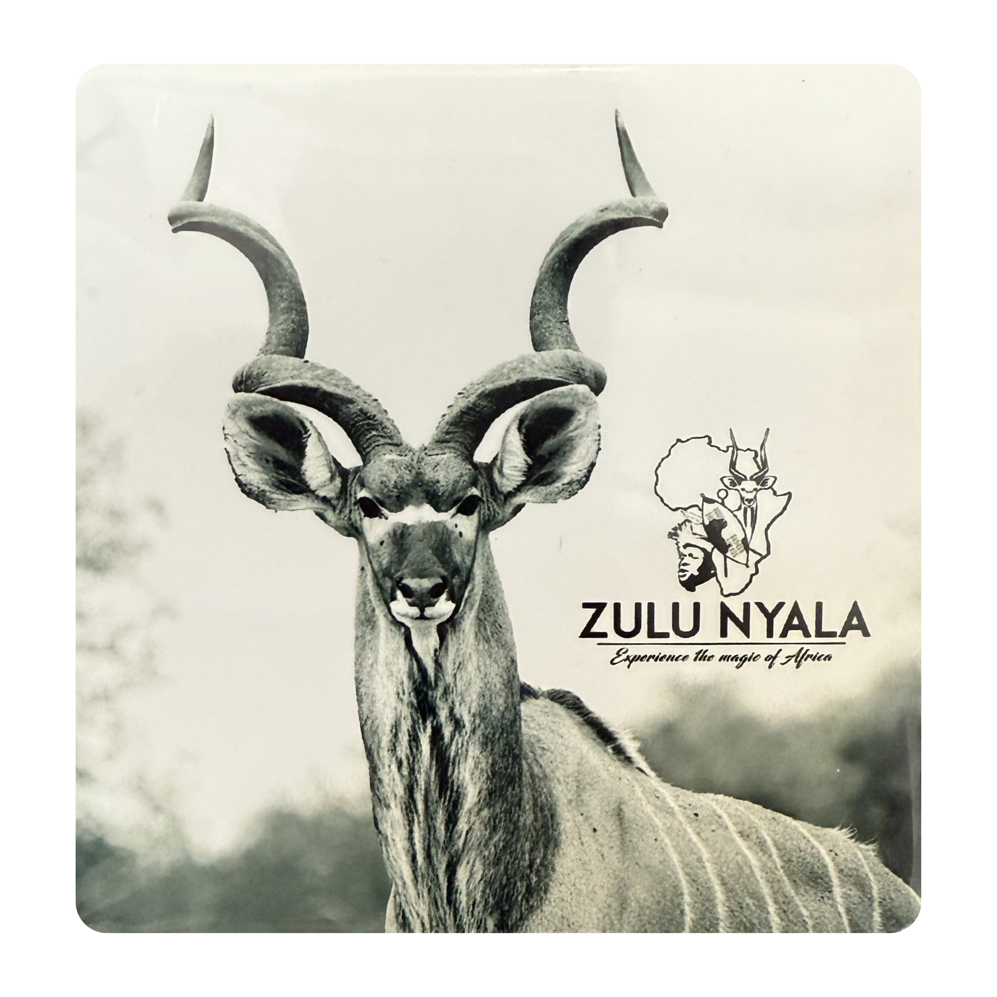 Black & White Wildlife Coasters (Zulu Nyala)