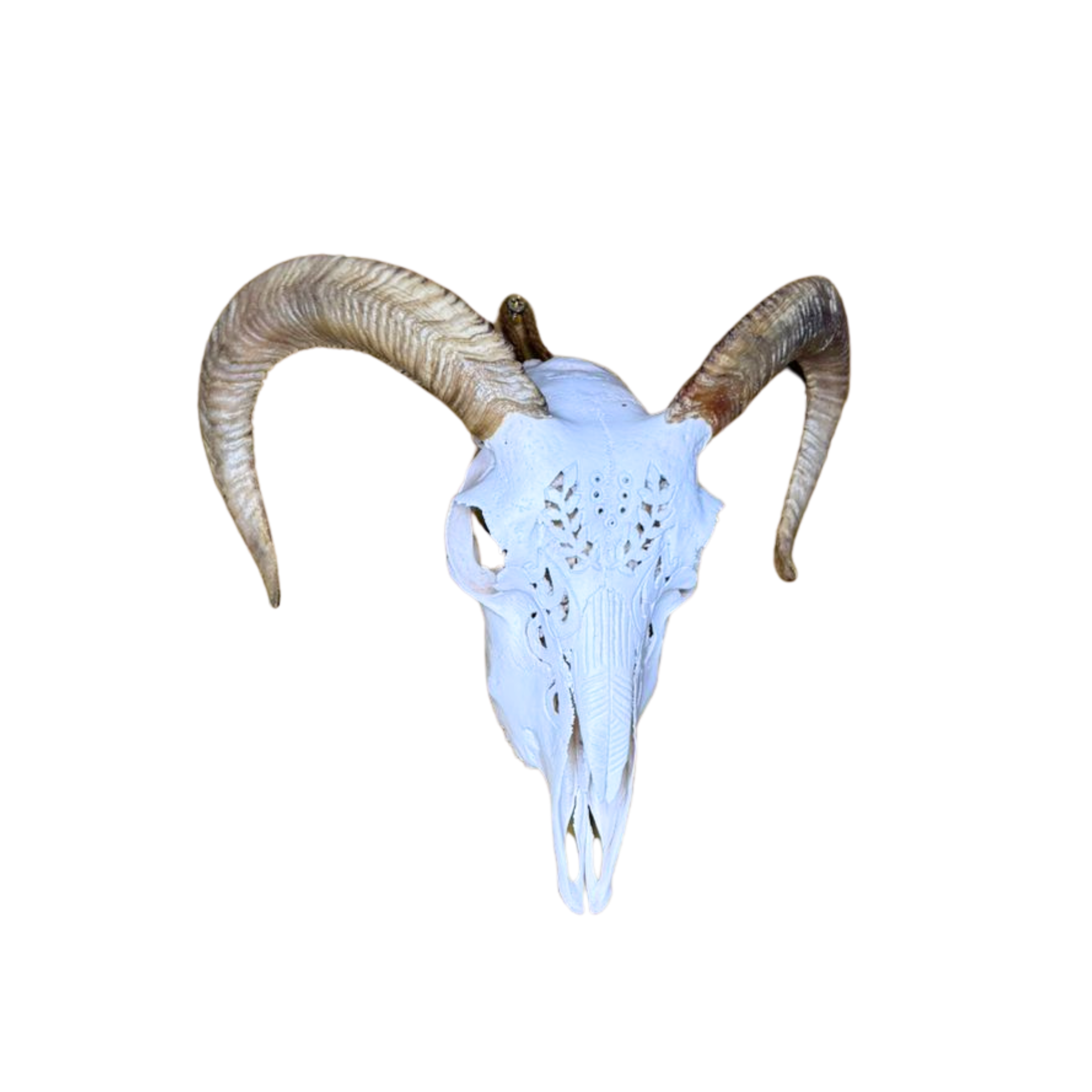 Carved Merino Ewe Skull