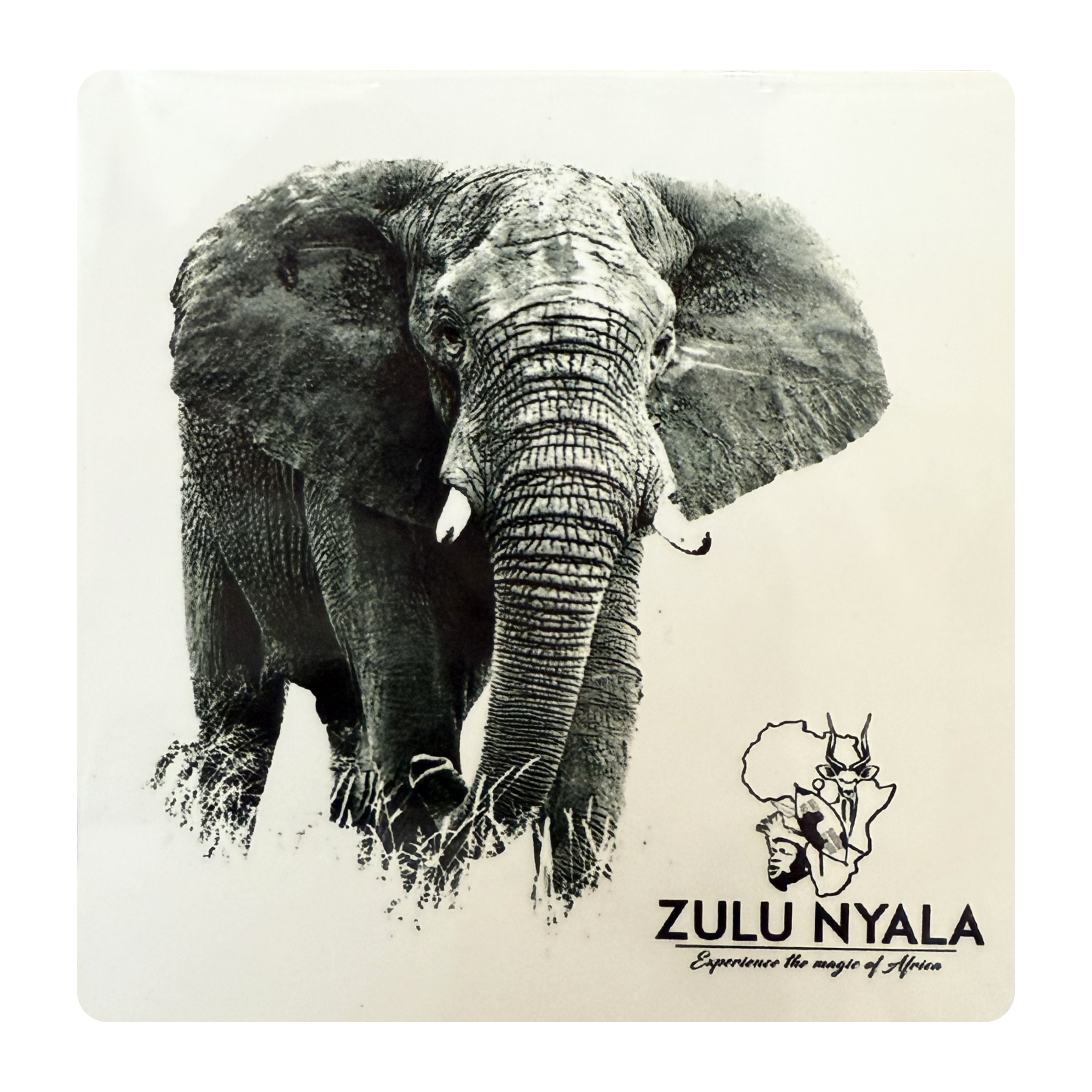 Black & White Wildlife Coasters (Zulu Nyala)