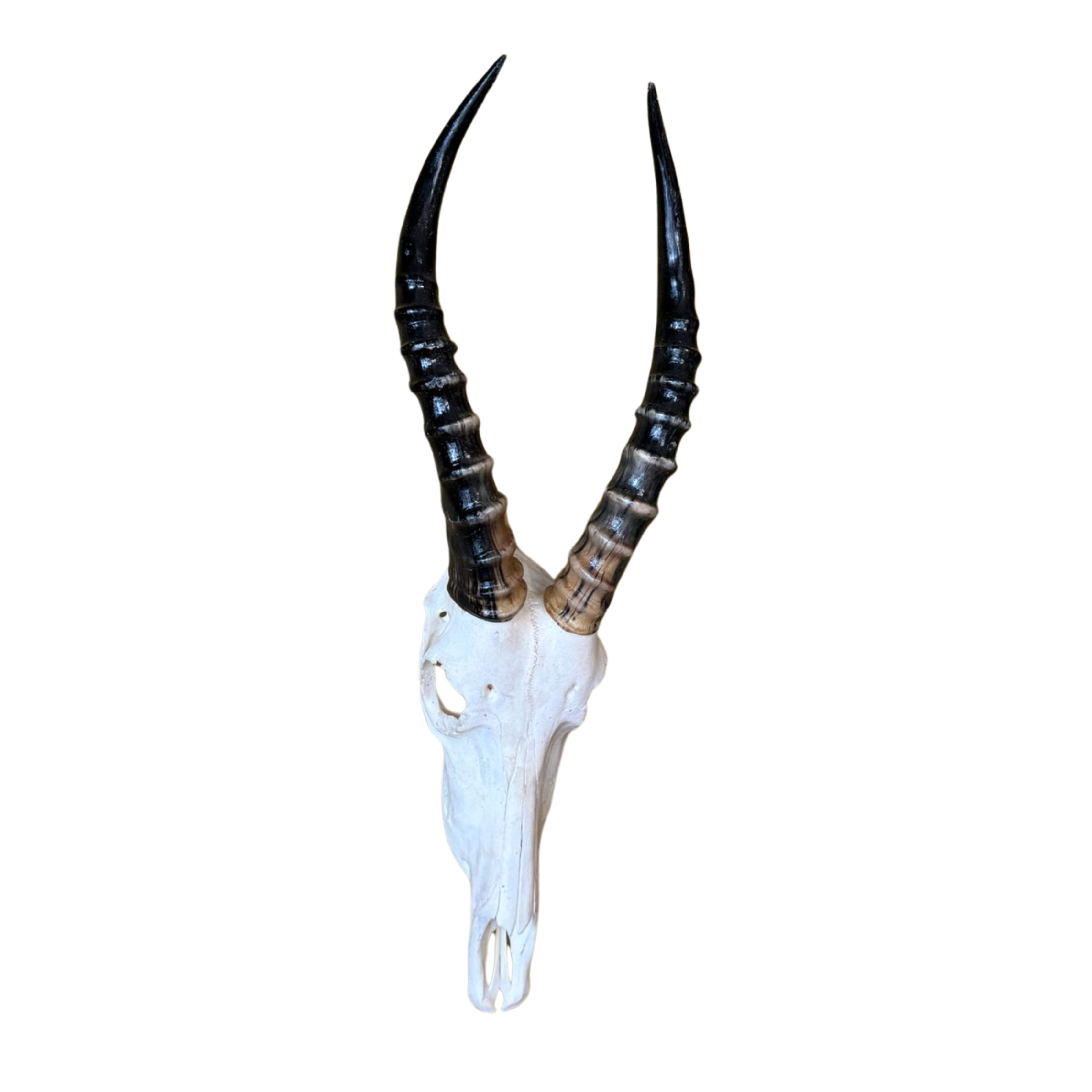 Plain Blesbok Skull