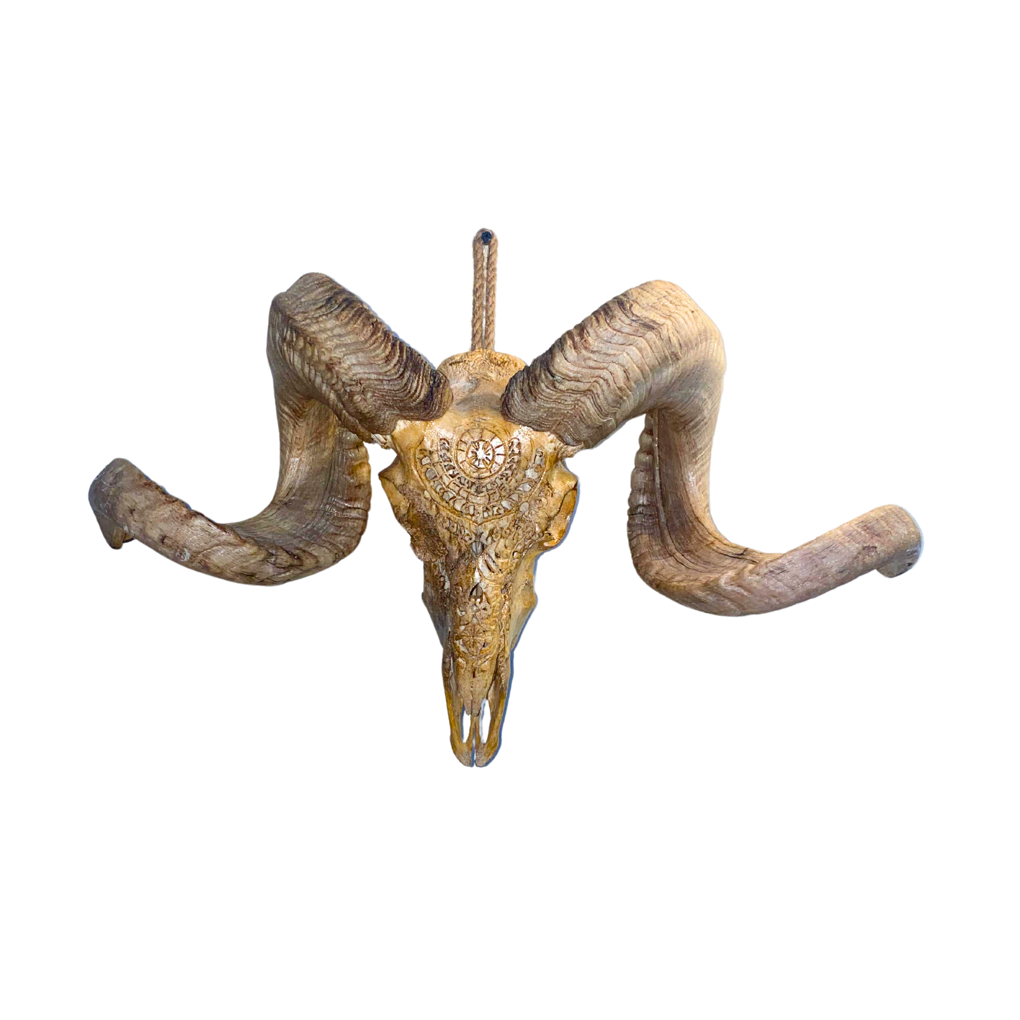 Carved Merino Ram Skull