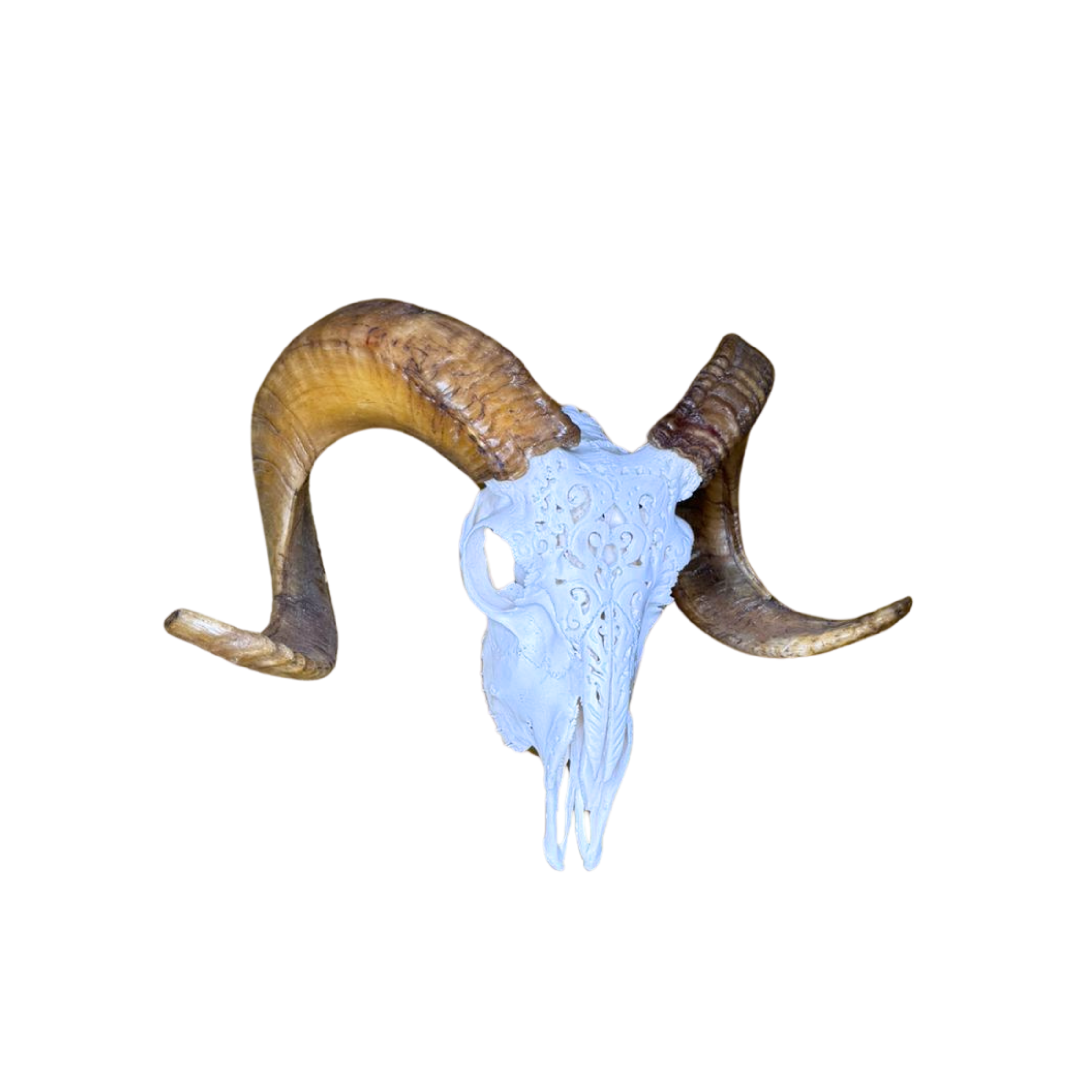 White Carved Ram Skull