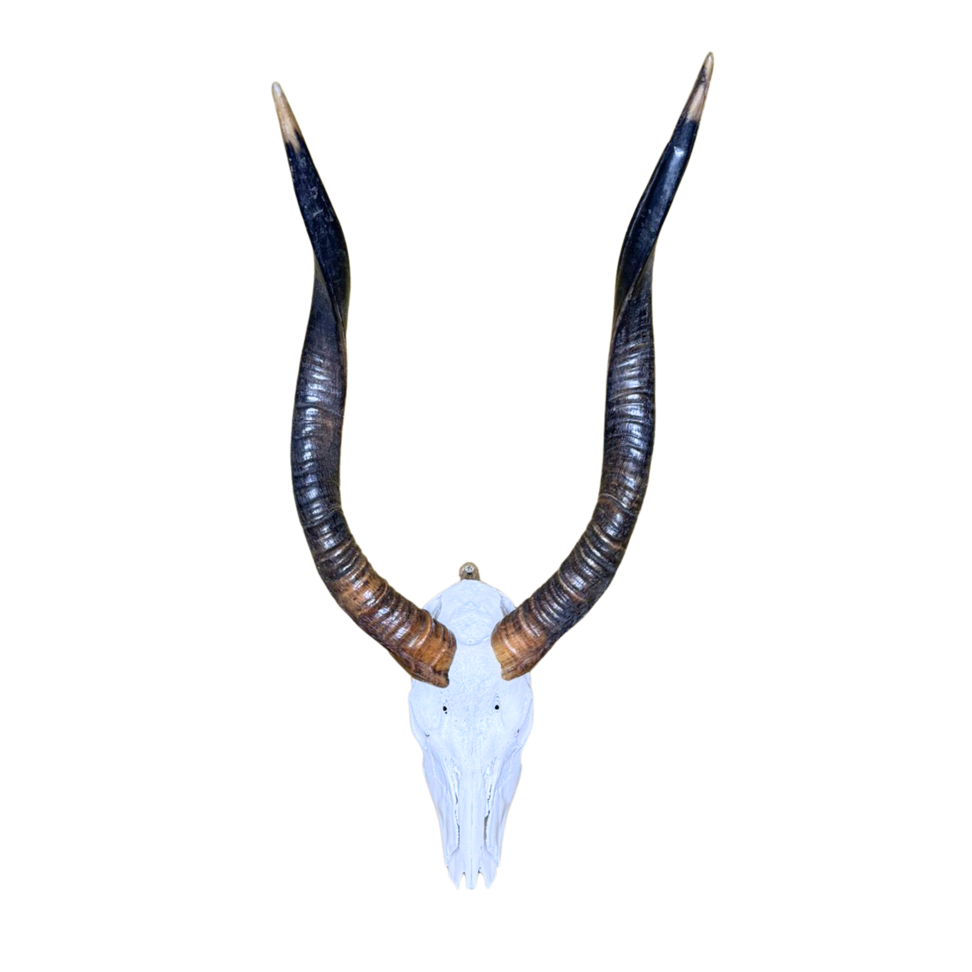 White Nyala Skull
