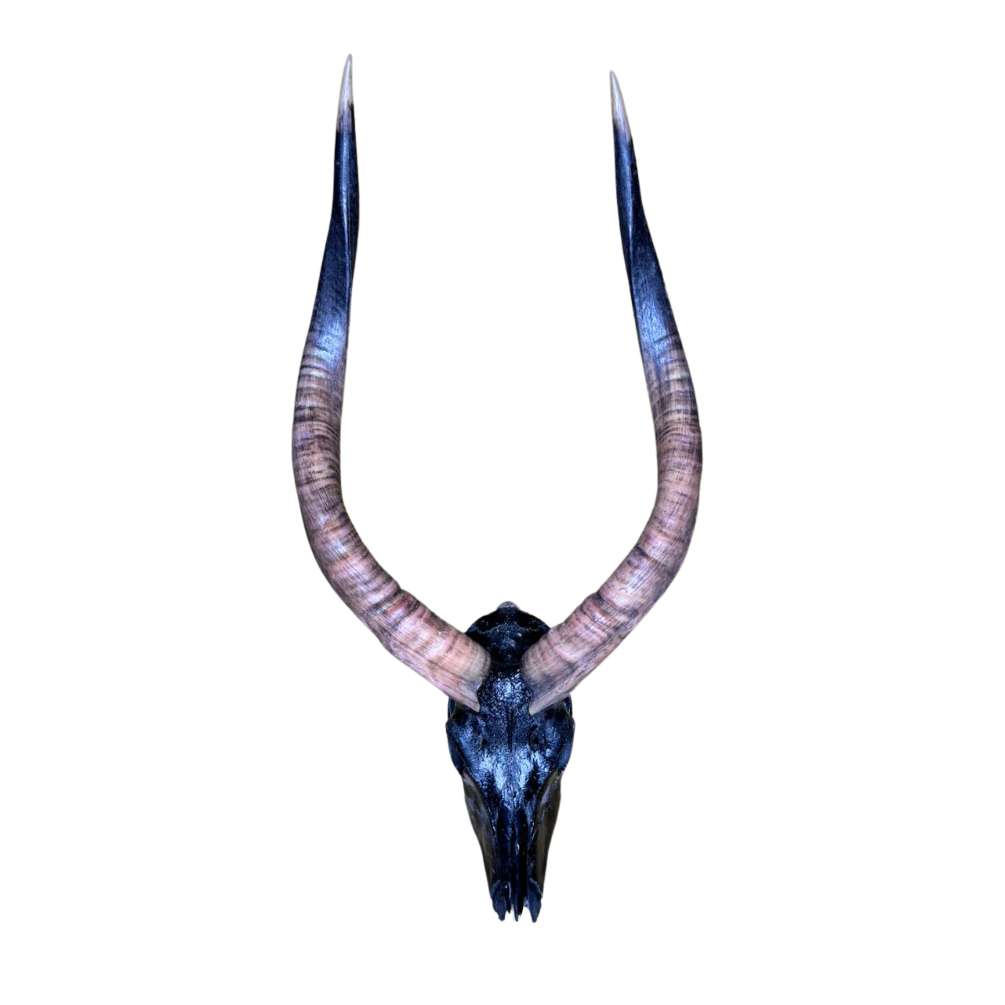Black Nyala Skull
