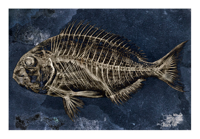 David Ballam Rolled Canvas Prints - Fish (120cm x 80cm)