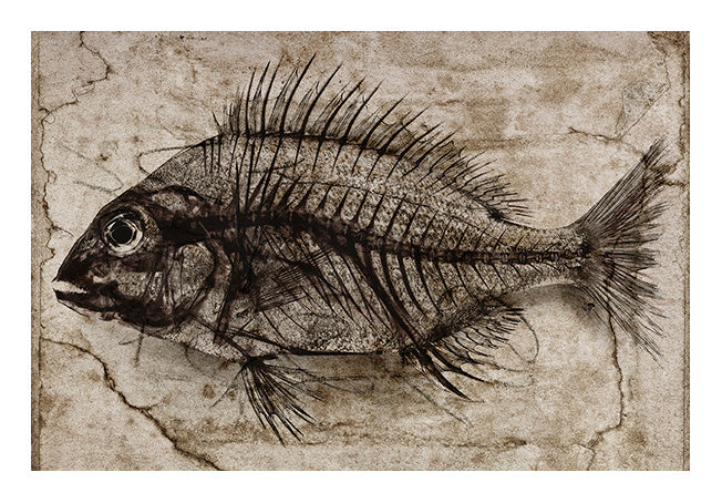 David Ballam Rolled Canvas Prints - Fish (120cm x 180cm)