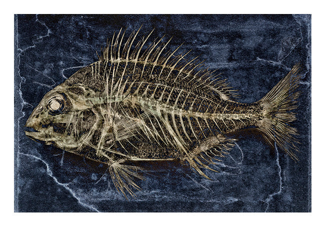 David Ballam Rolled Canvas Prints - Fish (120cm x 180cm)