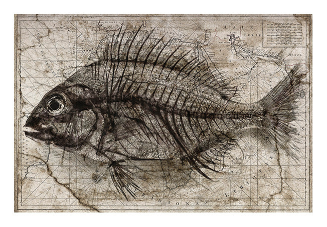 David Ballam Rolled Canvas Prints - Fish (120cm x 180cm)