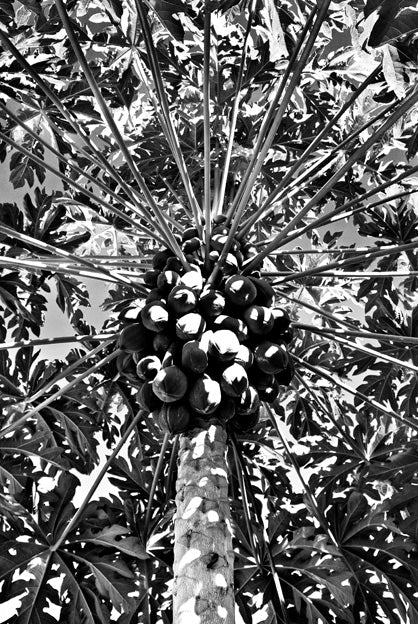 David Ballam Rolled Canvas Prints - Mozambique (120cm x 180cm)