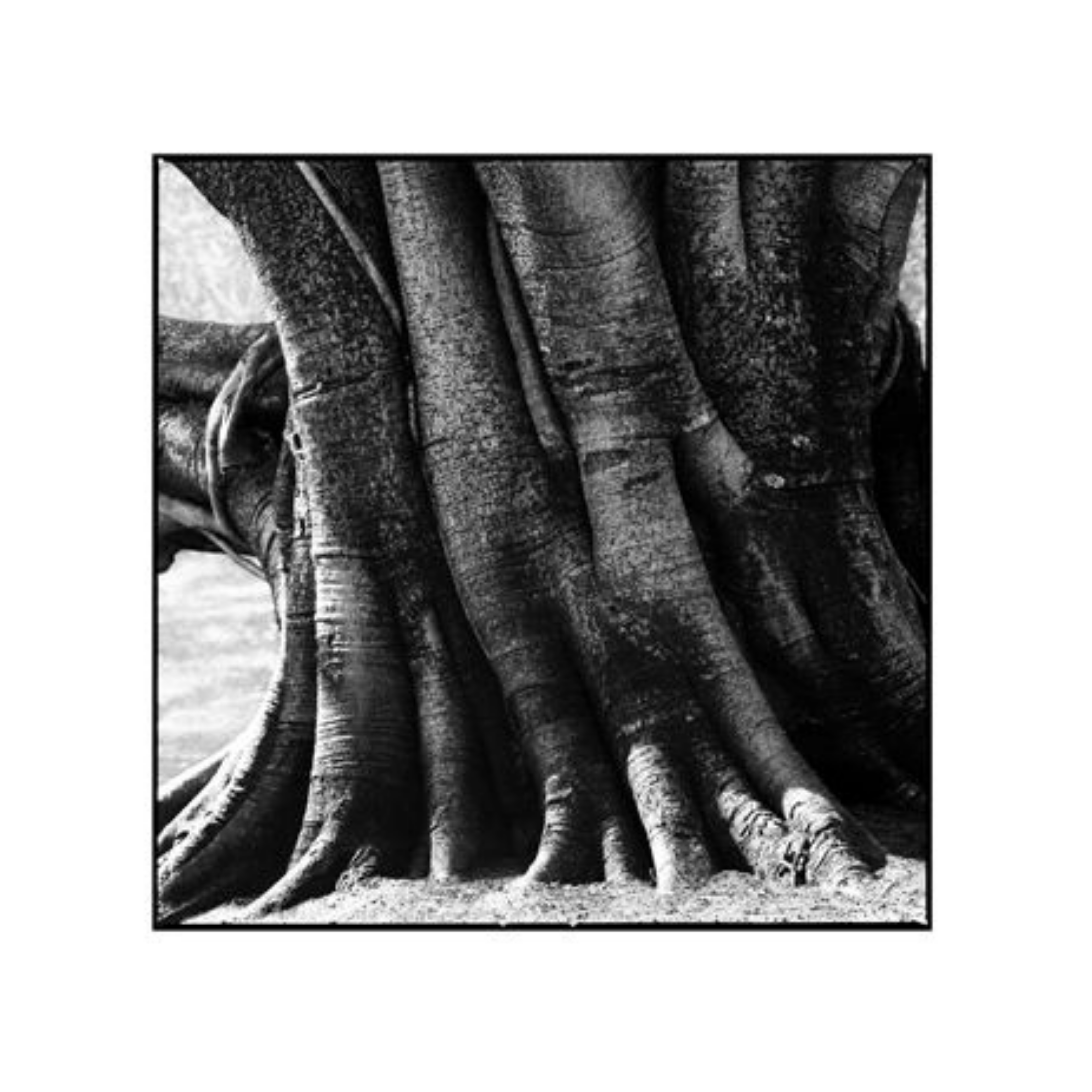 David Ballam Rolled Canvas Prints - Trees (120cm x 180cm)