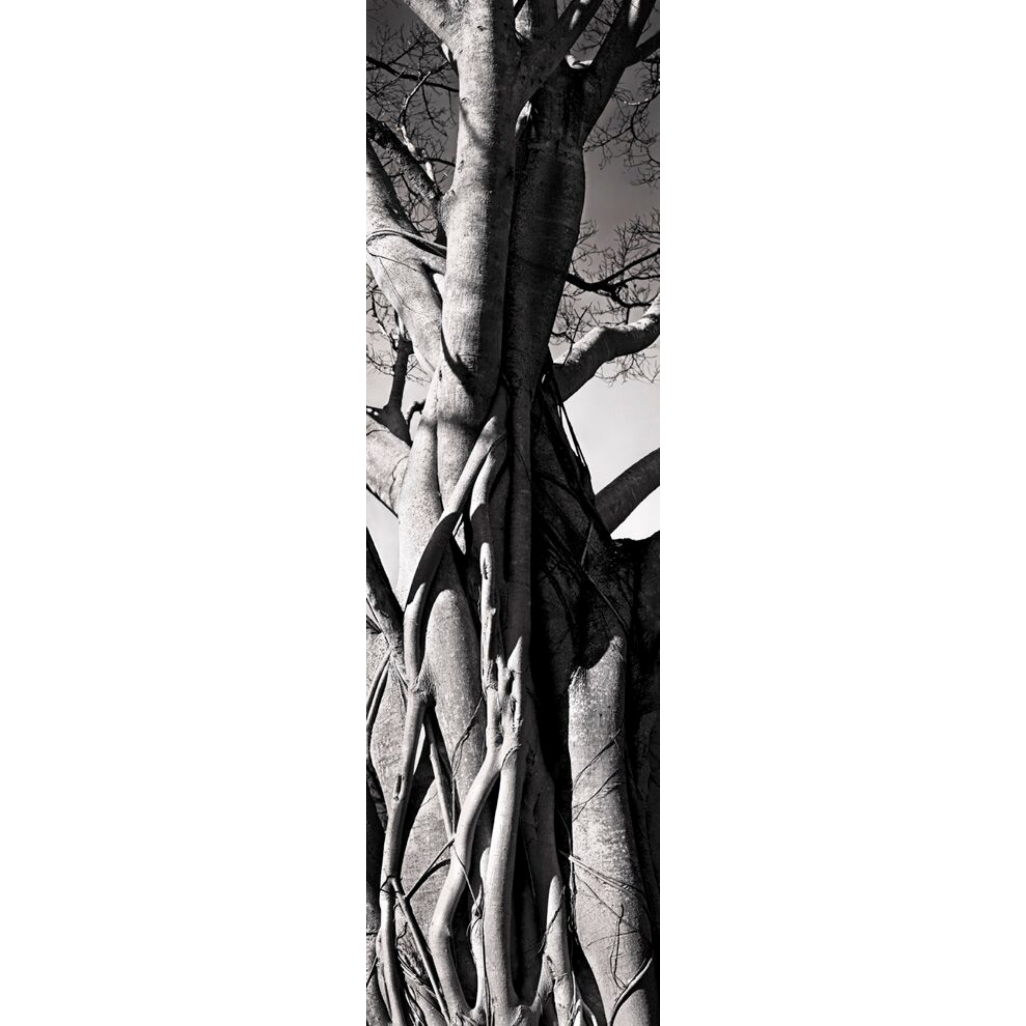 David Ballam Rolled Canvas Prints - Trees (120cm x 180cm)
