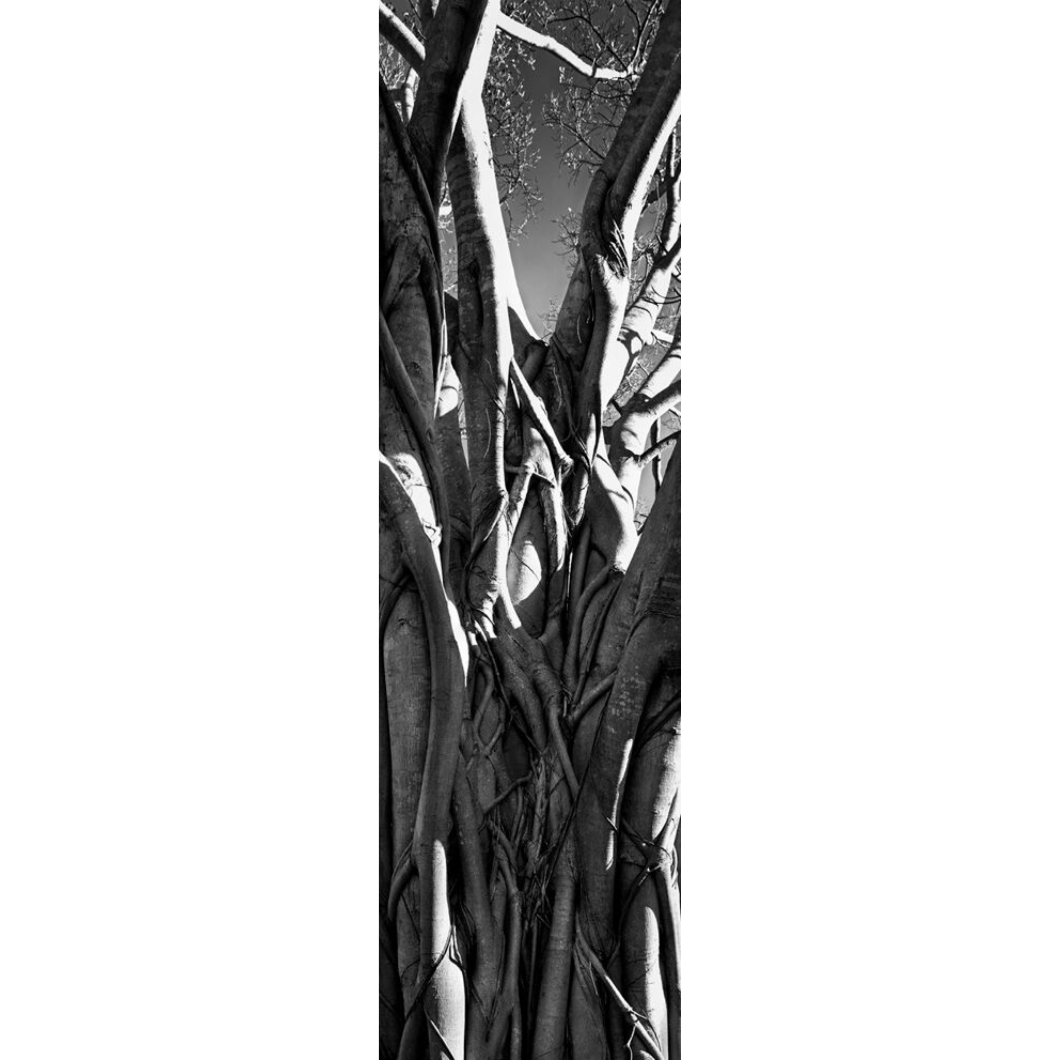 David Ballam Rolled Canvas Prints - Trees (120cm x 180cm)