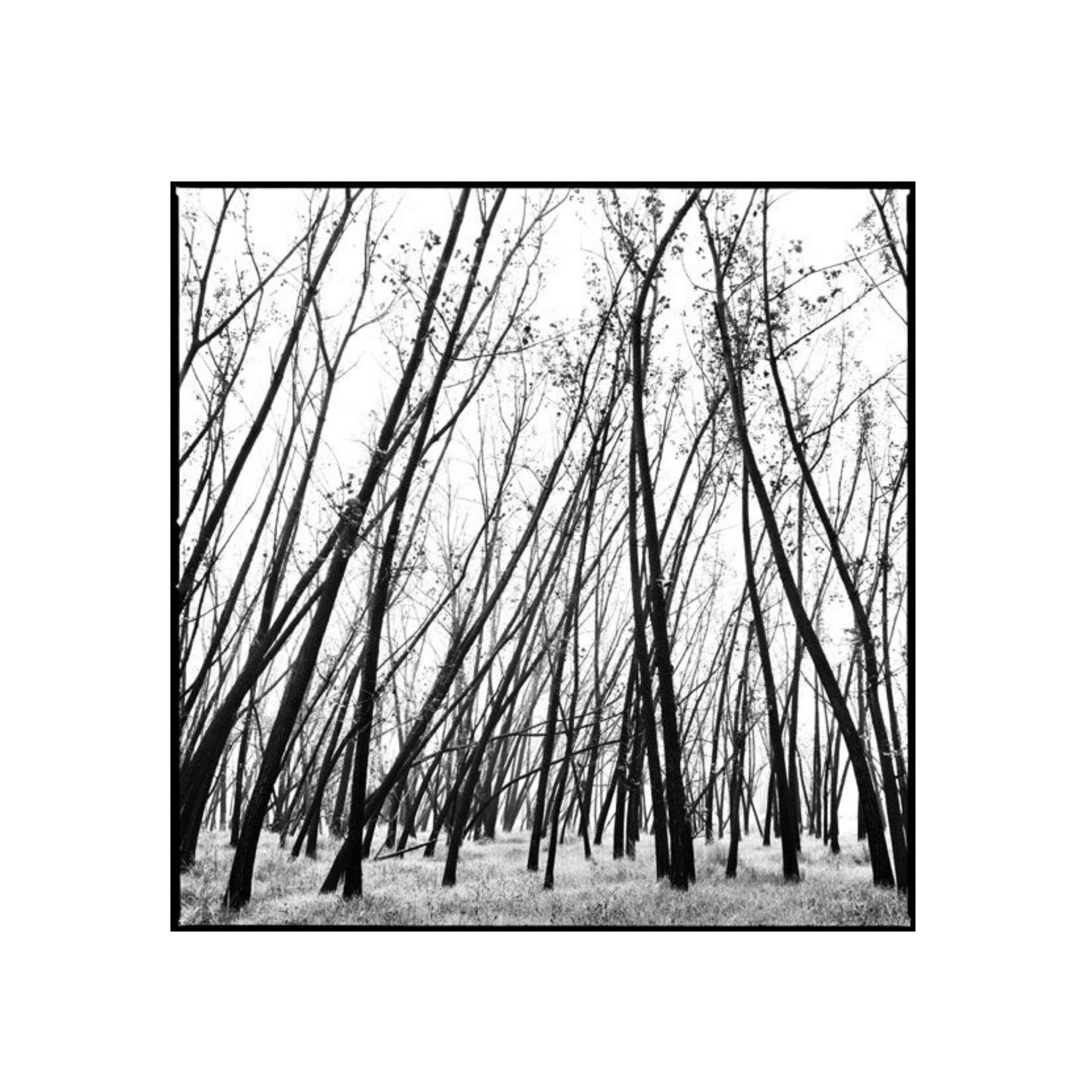 David Ballam Rolled Canvas Prints - Trees (120cm x 180cm)