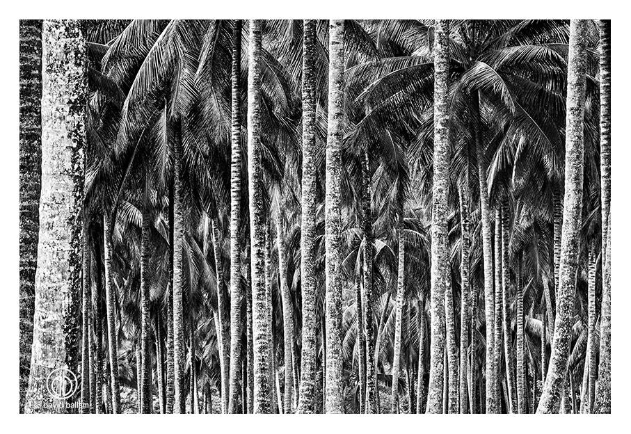 David Ballam Rolled Canvas Prints - Zanzibar On Land Collection (120cm x 180cm)