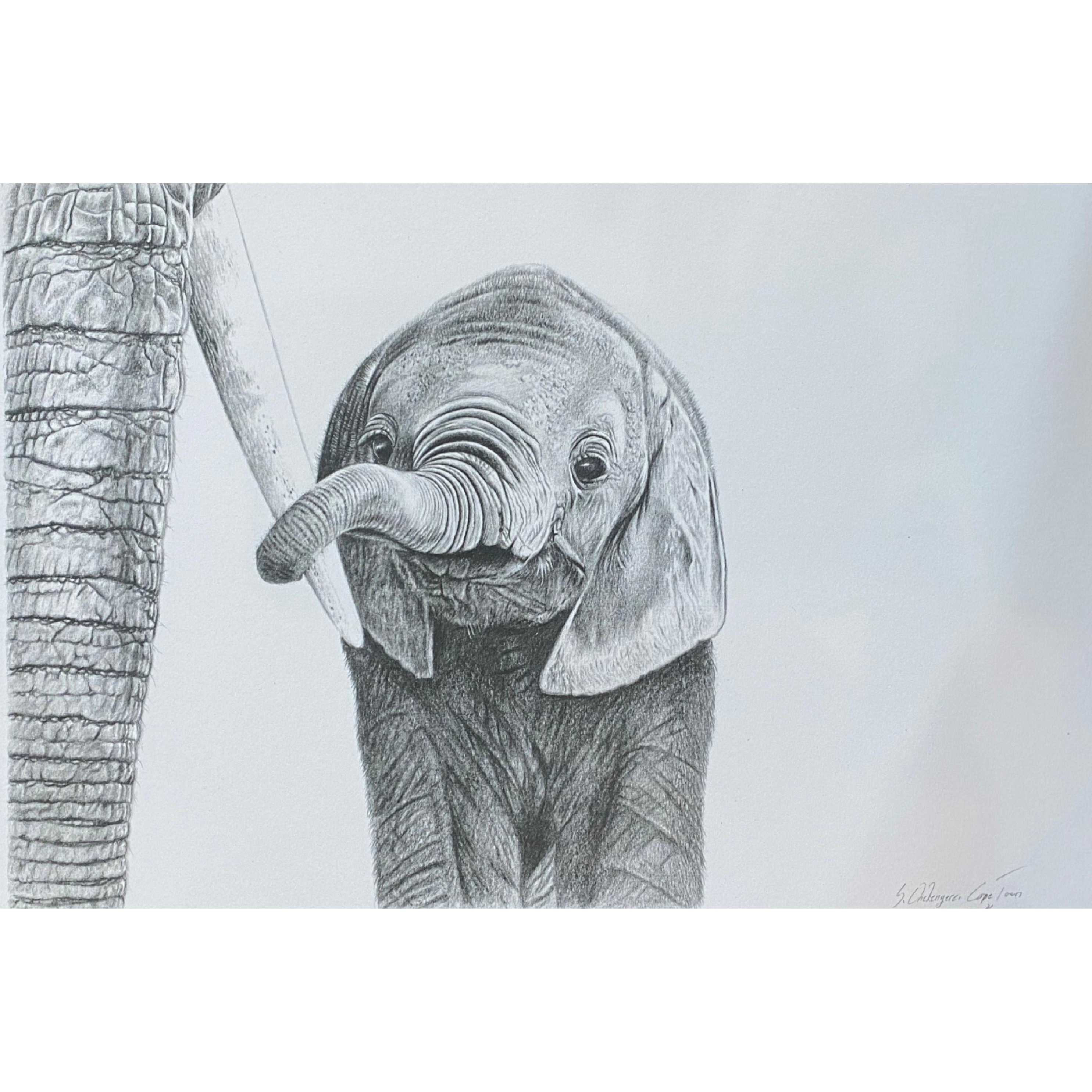 Hand Drawn Pencil Artwork Prints - Shadrack Chekenyere (Elephant)