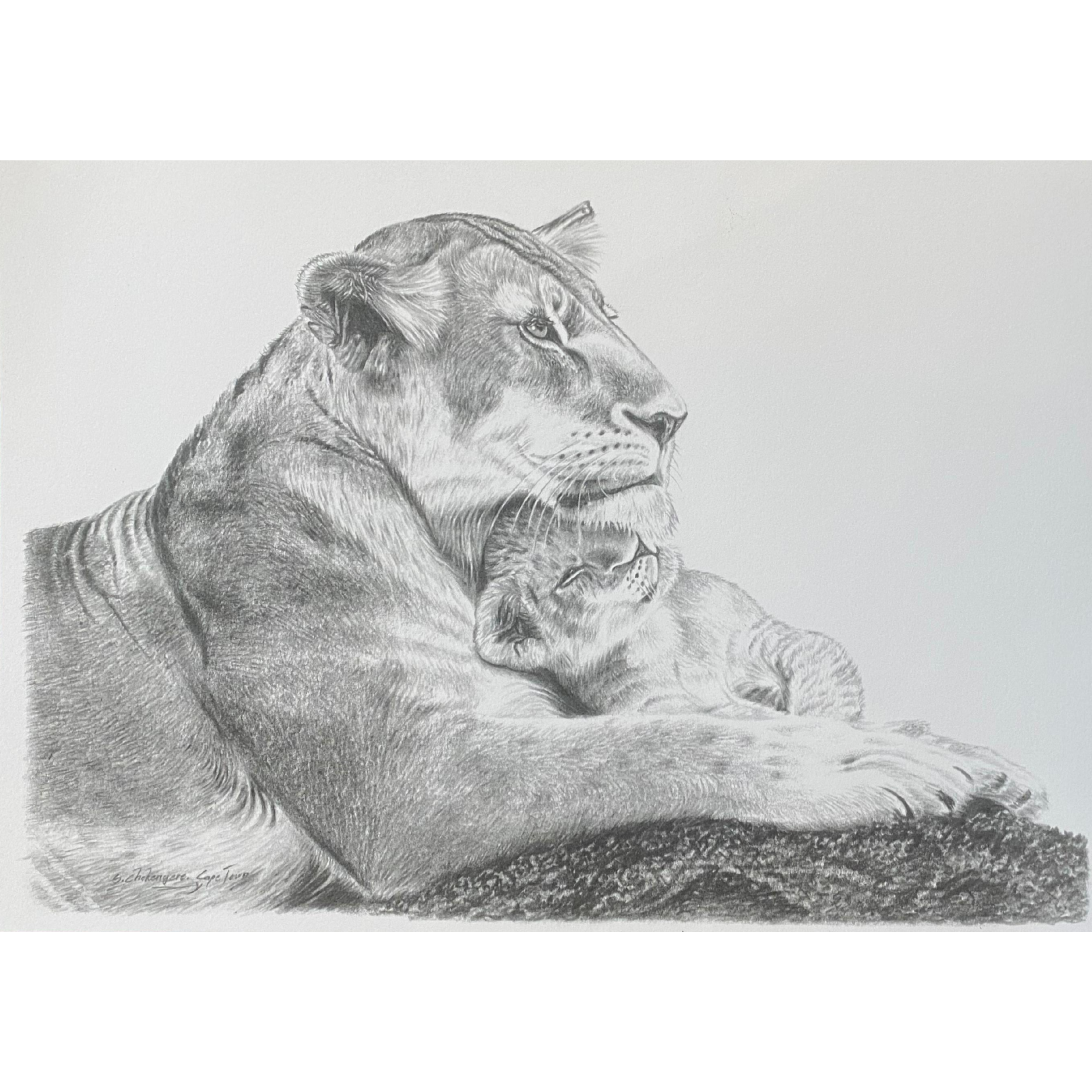 Hand Drawn Pencil Artwork Prints - Shadrack Chekenyere (Lion)