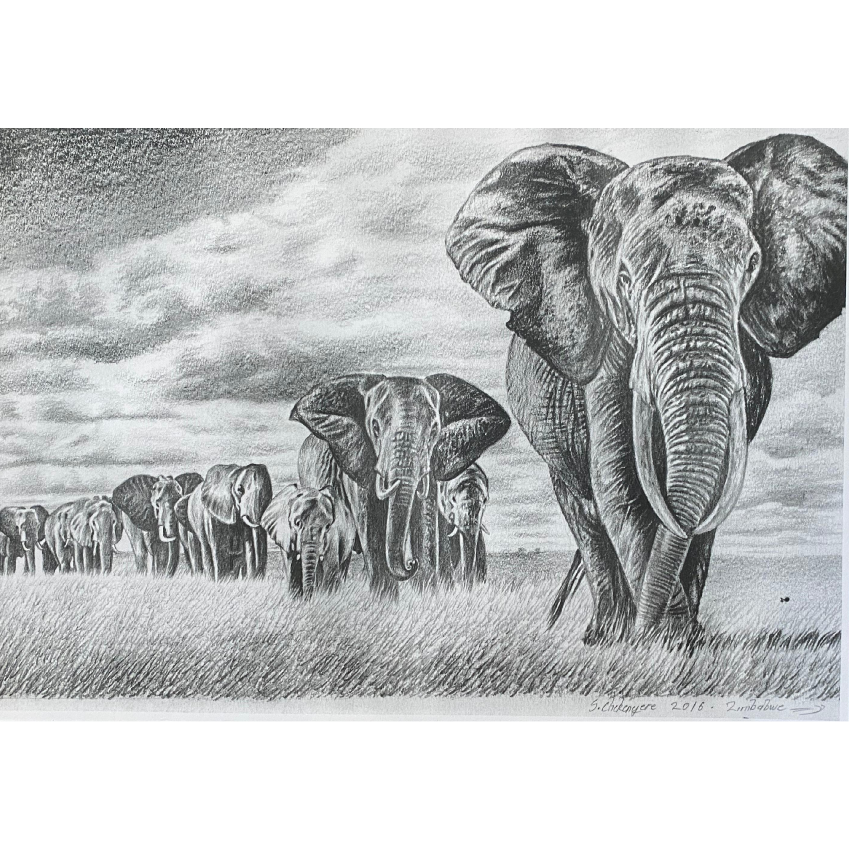 Hand Drawn Pencil Artwork Prints - Shadrack Chekenyere (Elephant)