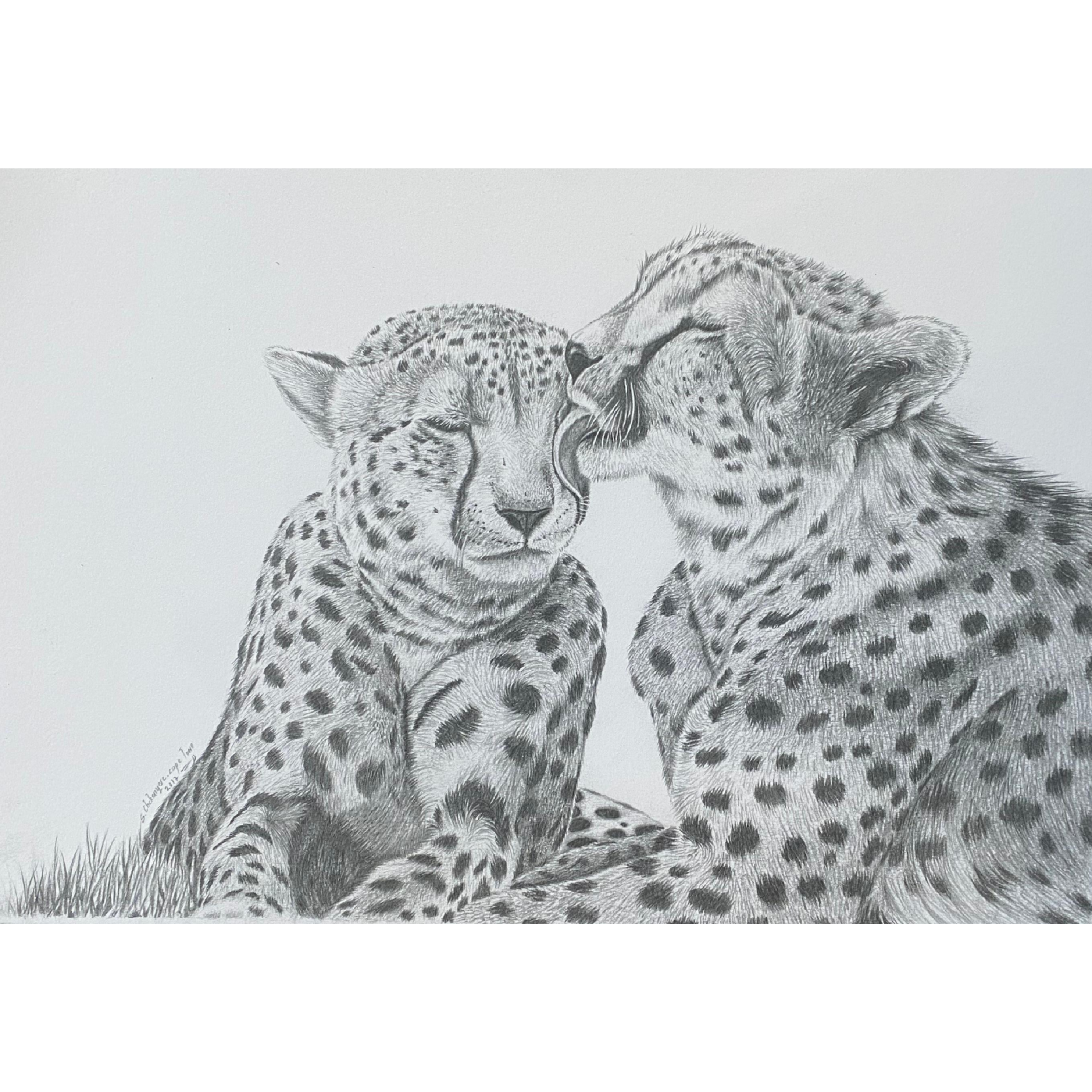 Hand Drawn Pencil Artwork Prints - Shadrack Chekenyere (Cheetah)