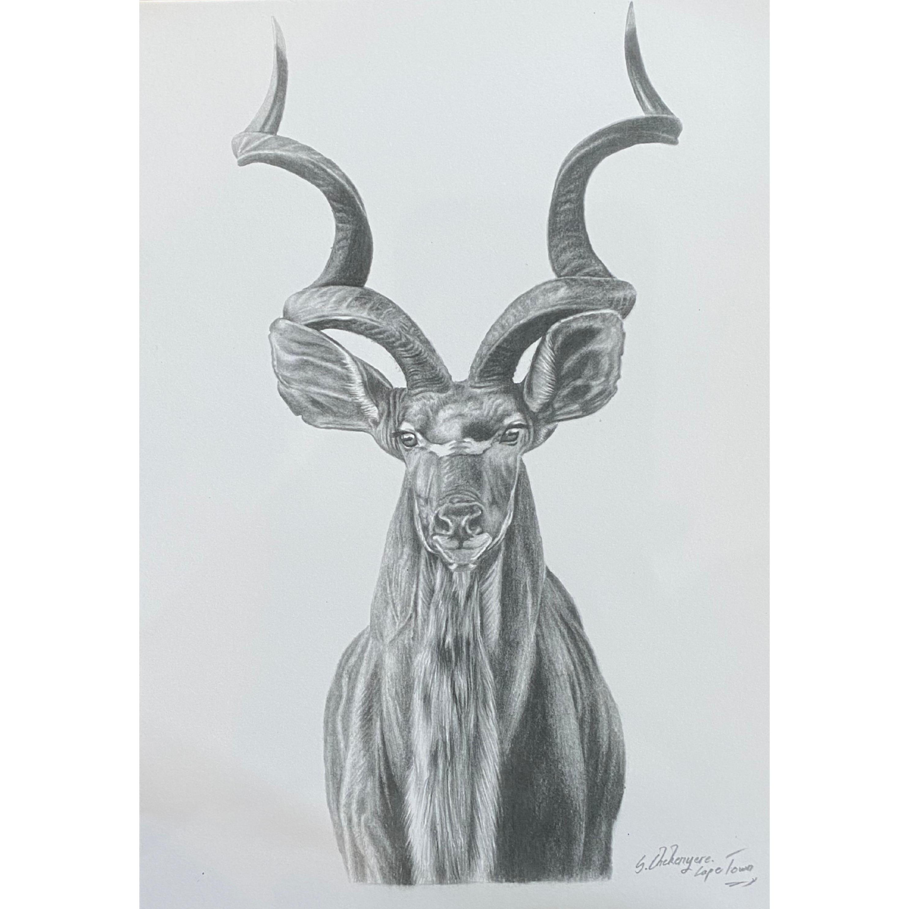 Hand Drawn Pencil Artwork Prints - Shadrack Chekenyere (Kudu)