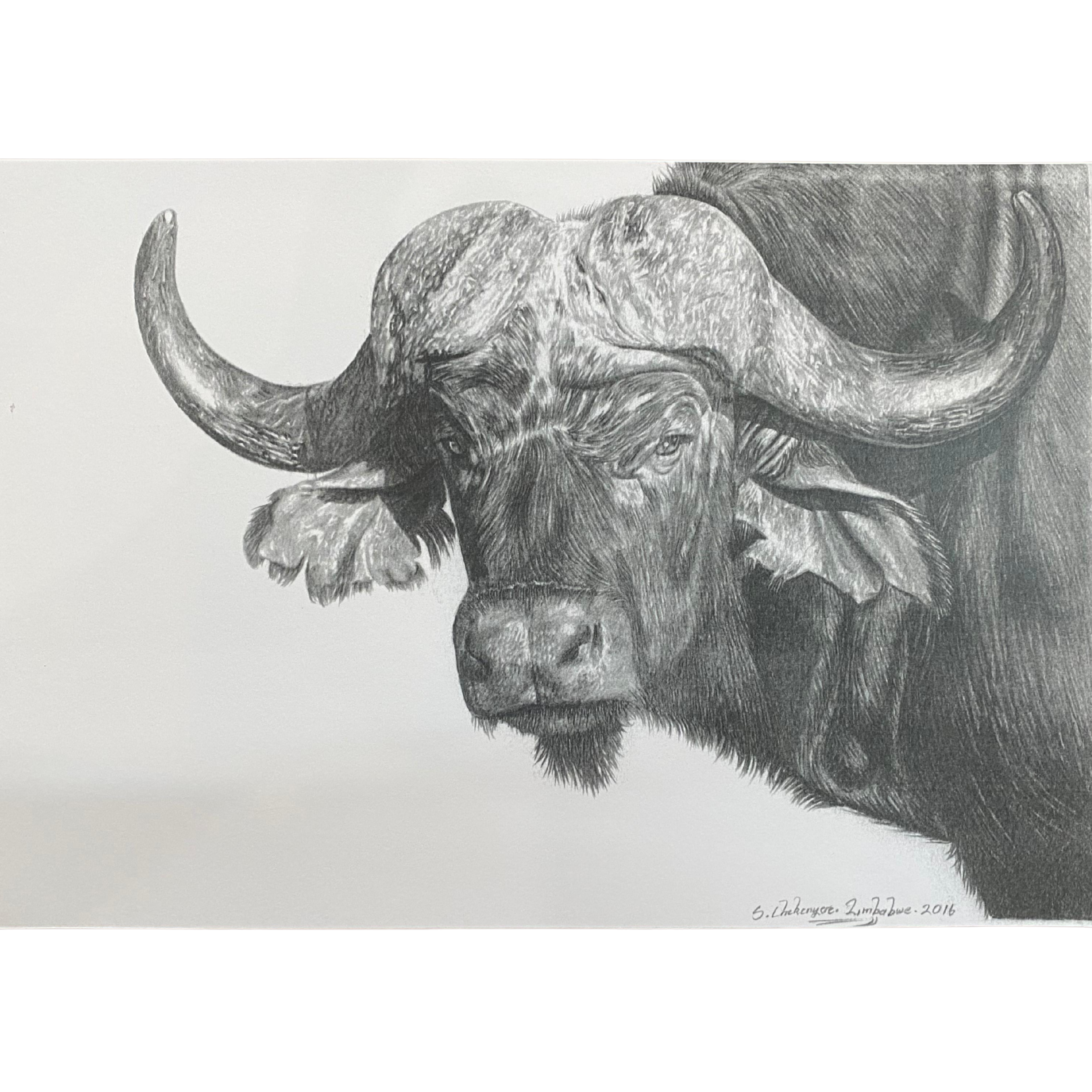 Hand Drawn Pencil Artwork Prints - Shadrack Chekenyere (Buffalo)