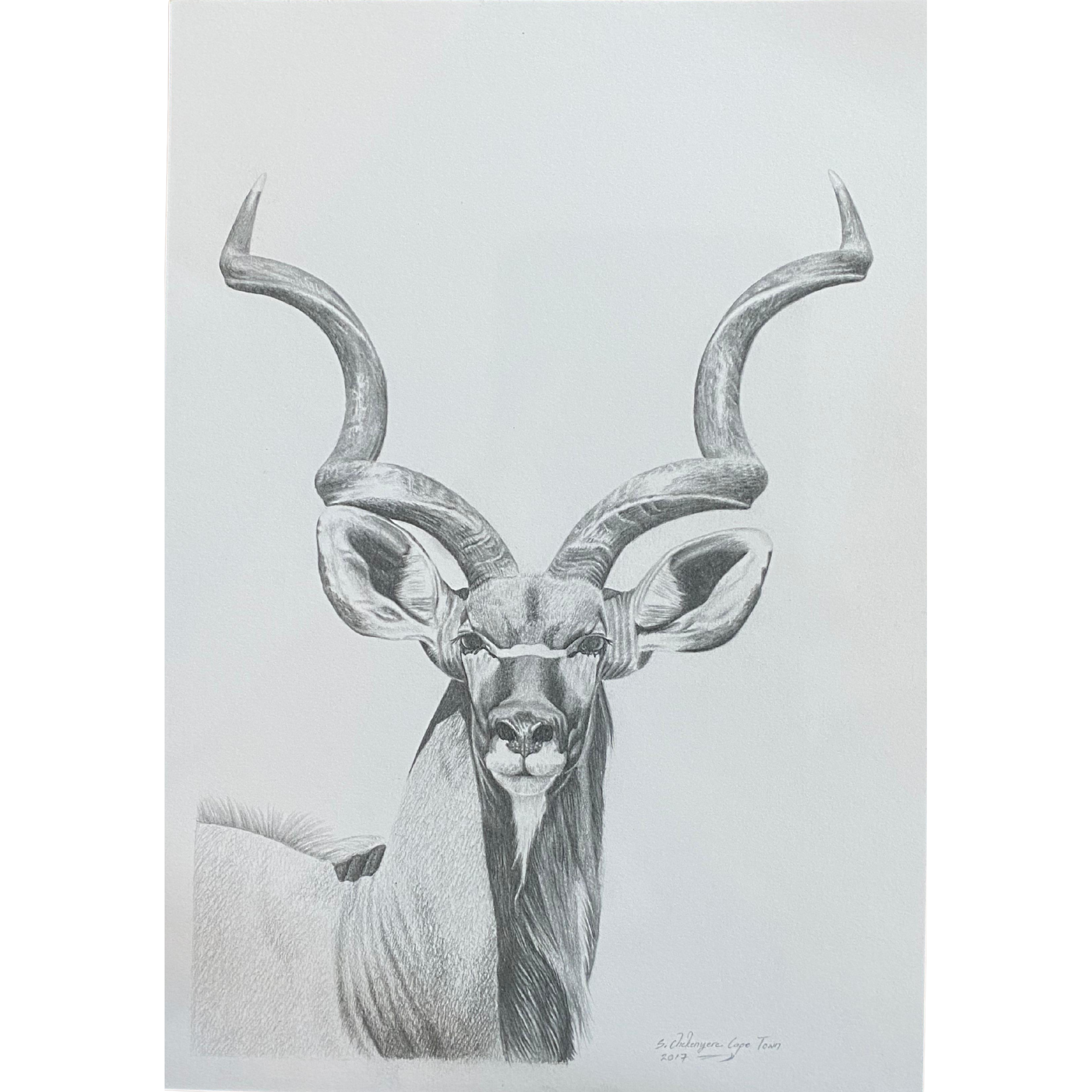 Hand Drawn Pencil Artwork Prints - Shadrack Chekenyere (Kudu)