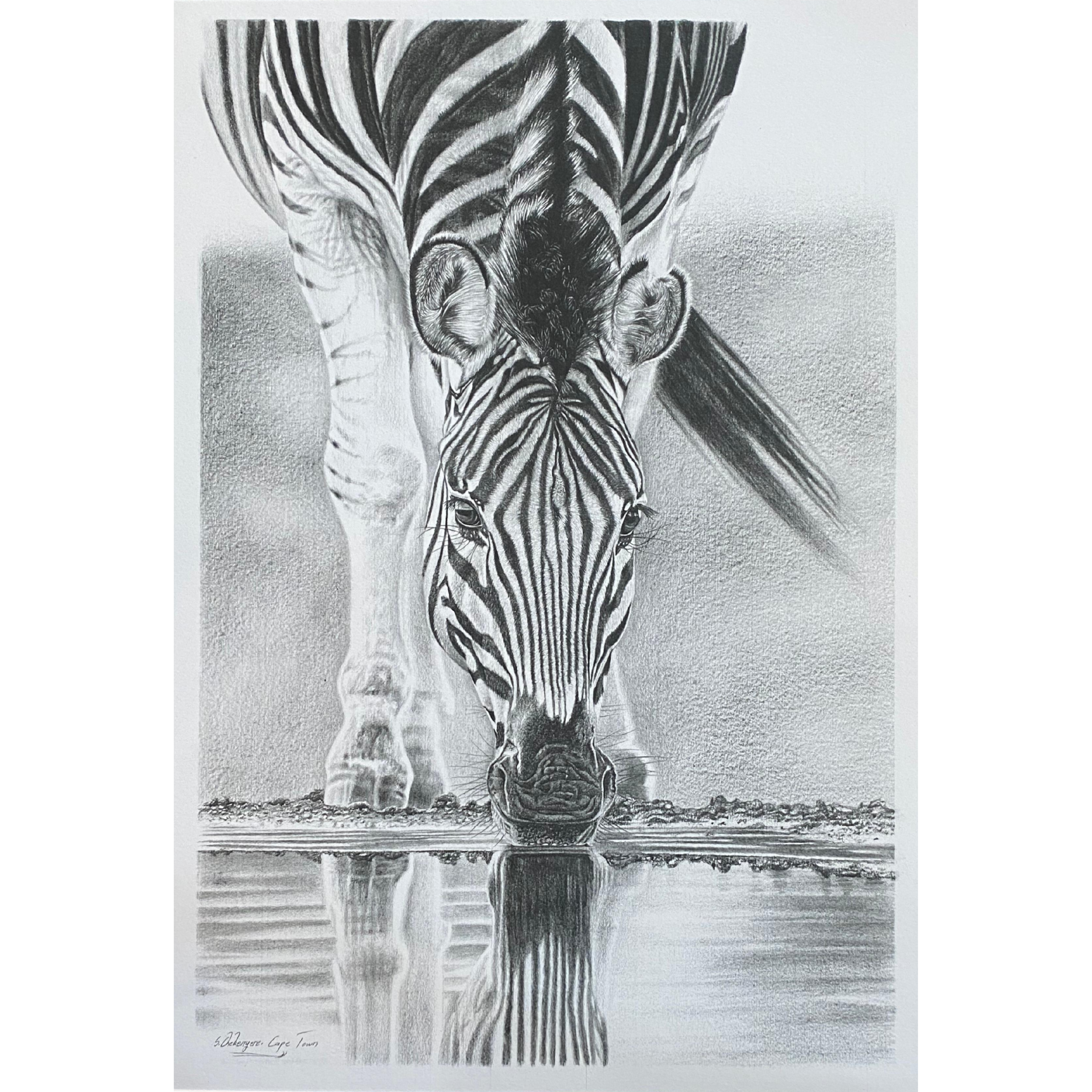 Hand Drawn Pencil Artwork Prints - Shadrack Chekenyere (Zebra)