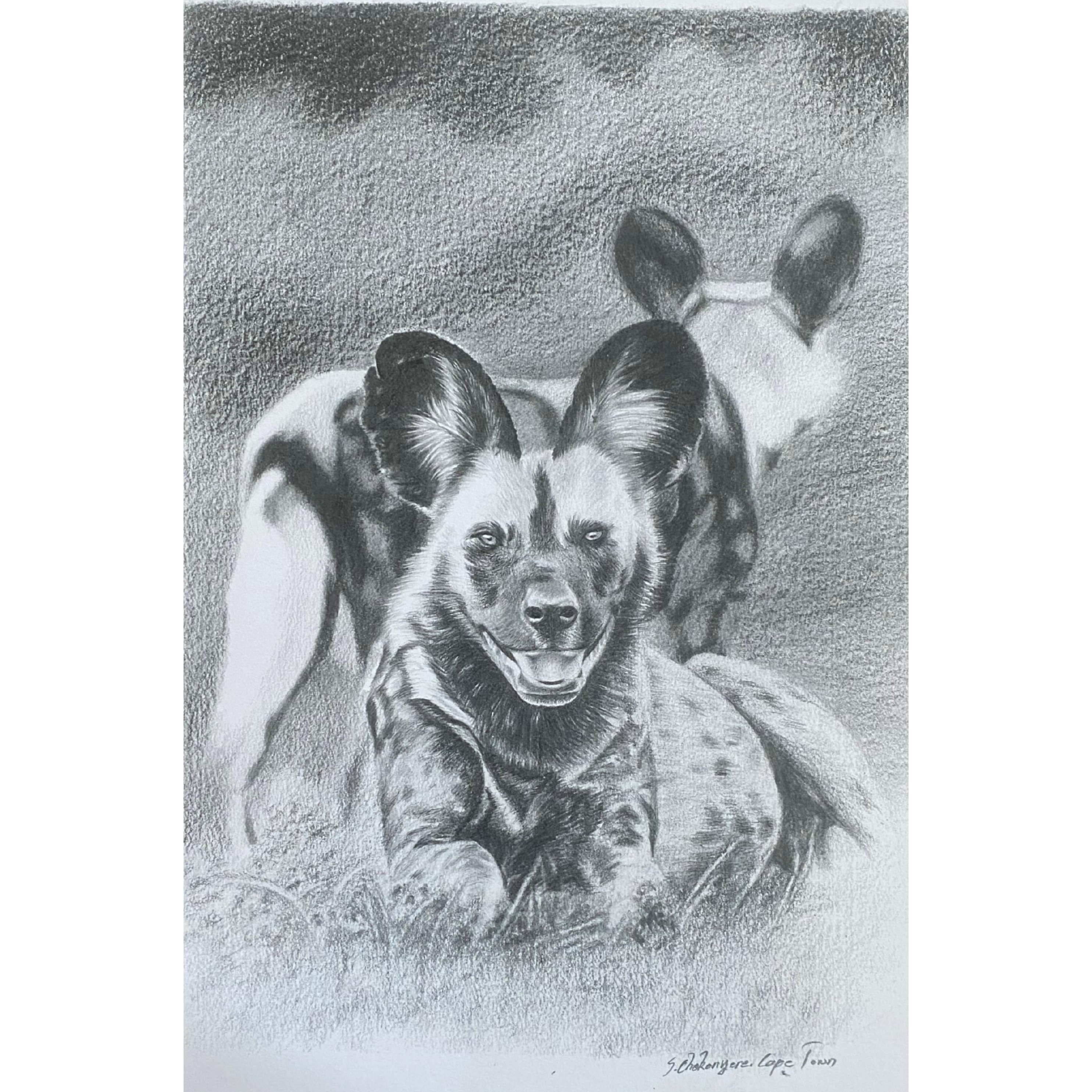 Hand Drawn Pencil Artwork Prints - Shadrack Chekenyere (Wild Dog)