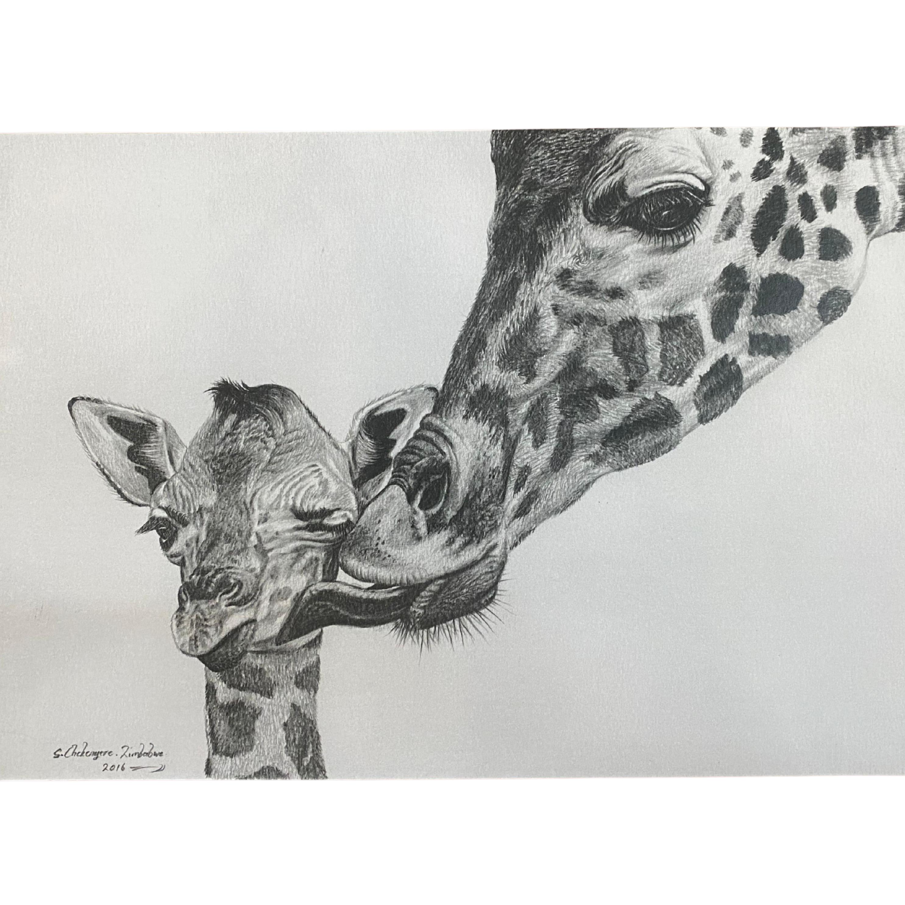 Hand Drawn Pencil Artwork Prints - Shadrack Chekenyere (Giraffe)