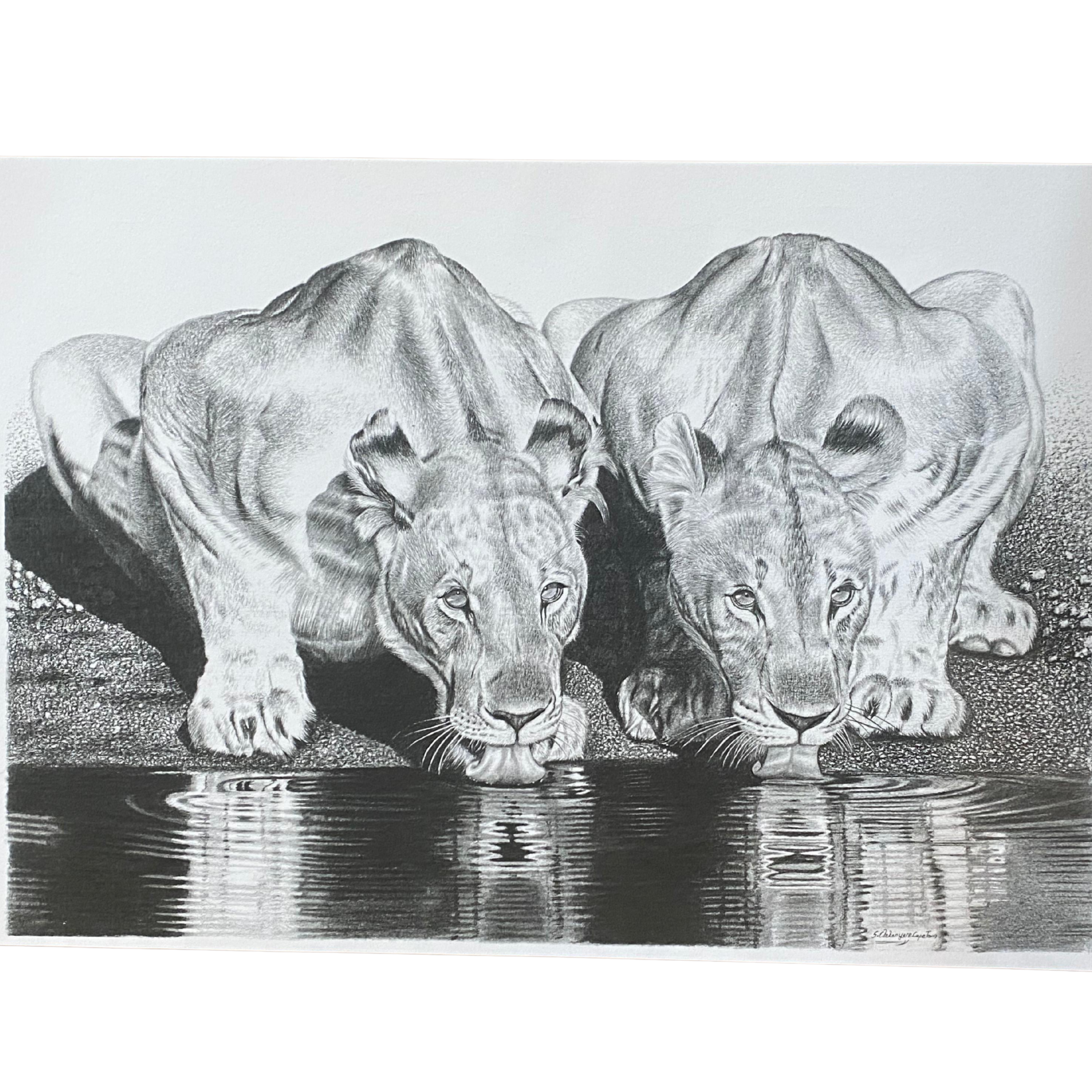 Hand Drawn Pencil Artwork Prints - Shadrack Chekenyere (Lion)