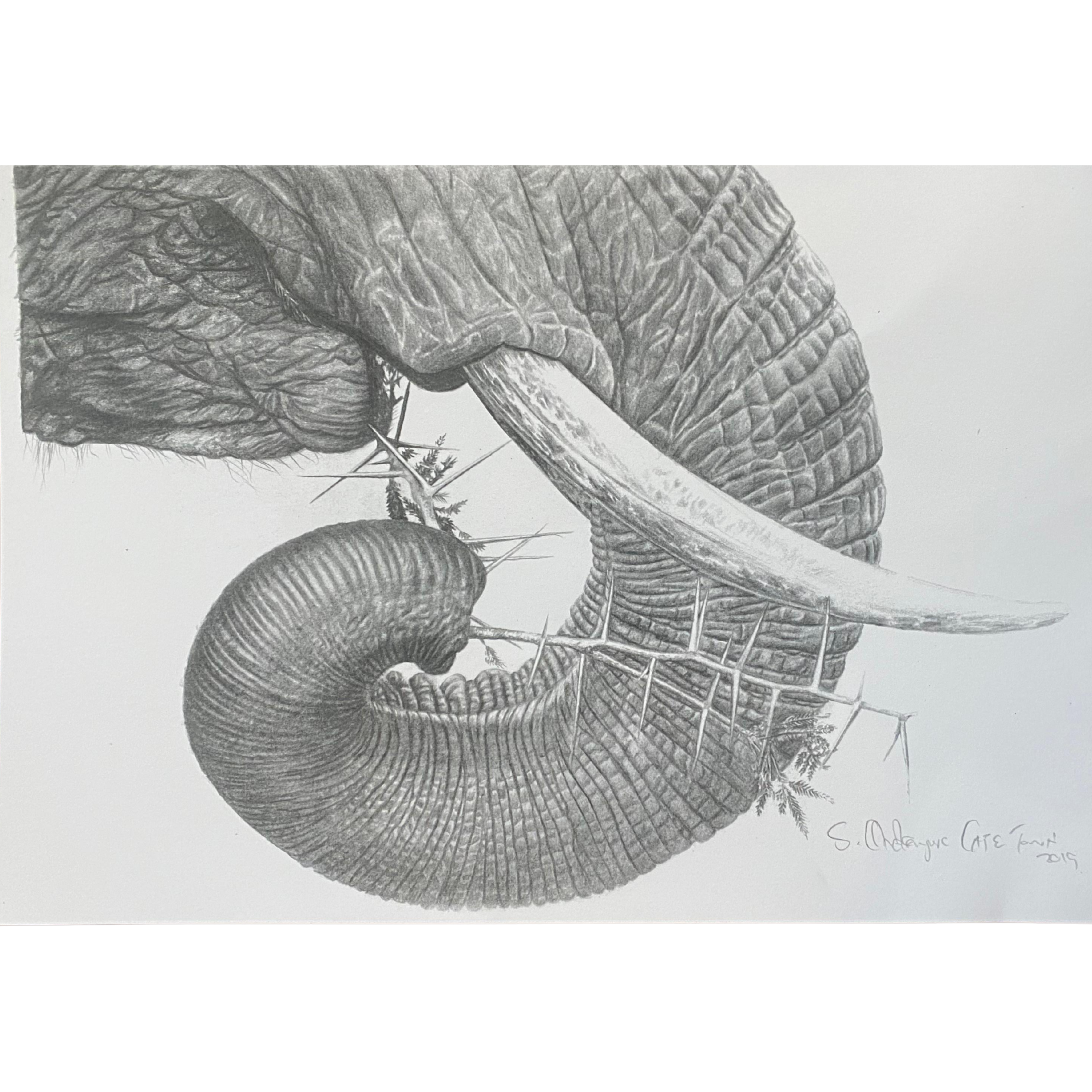 Hand Drawn Pencil Artwork Prints - Shadrack Chekenyere (Elephant)