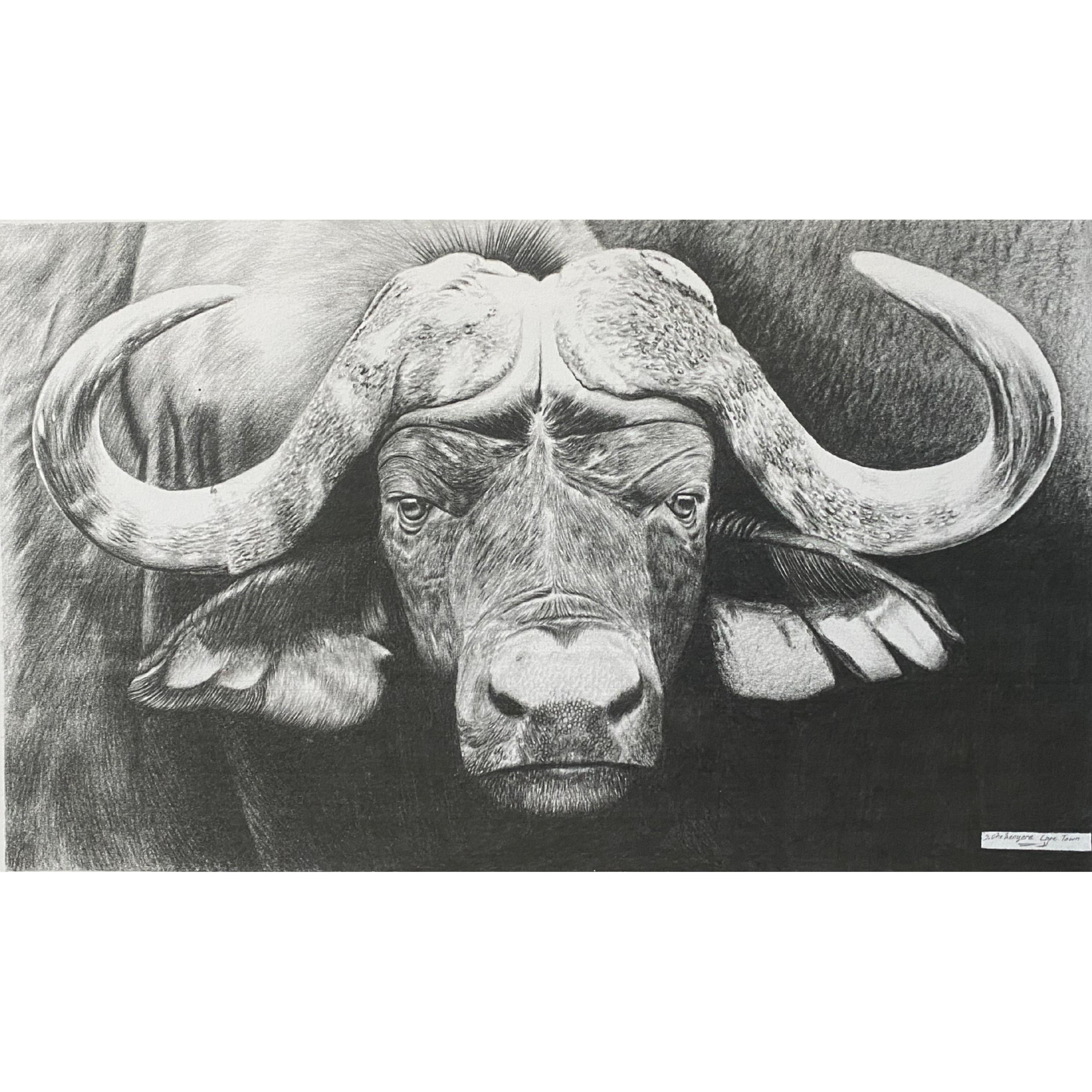 Hand Drawn Pencil Artwork Prints - Shadrack Chekenyere (Buffalo)