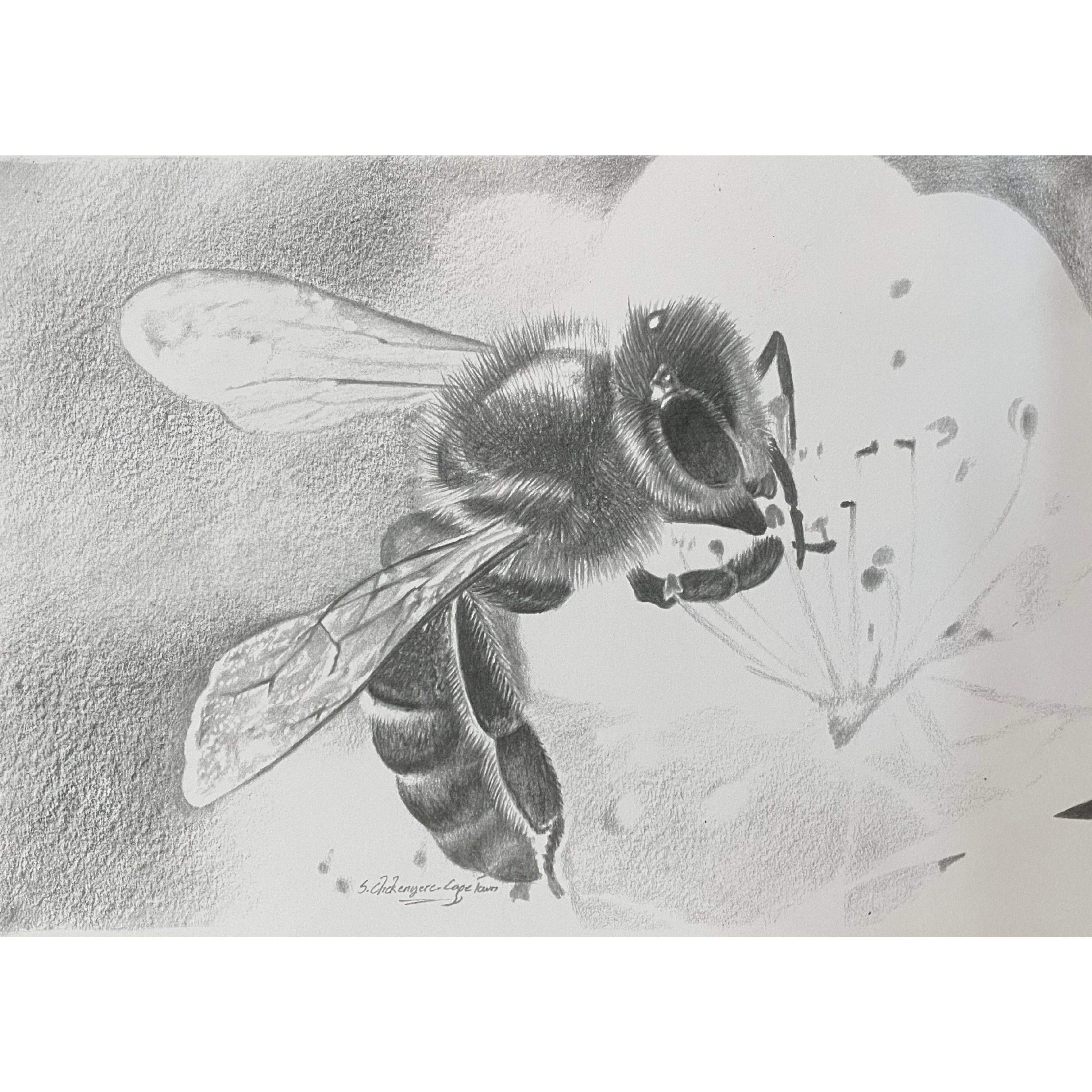 Hand Drawn Pencil Artwork Prints - Shadrack Chekenyere (African Honey Bee)