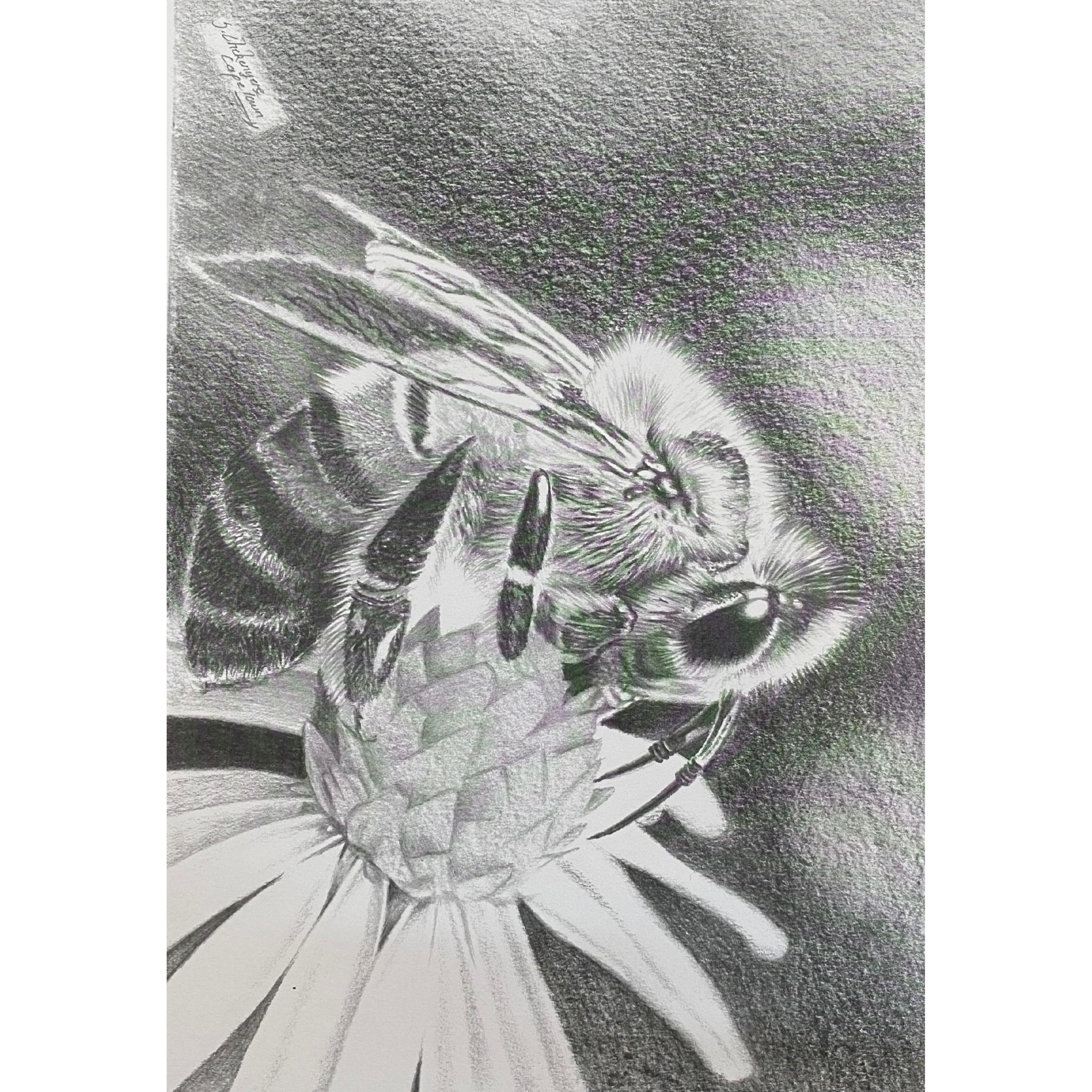 Hand Drawn Pencil Artwork Prints - Shadrack Chekenyere (African Honey Bee)