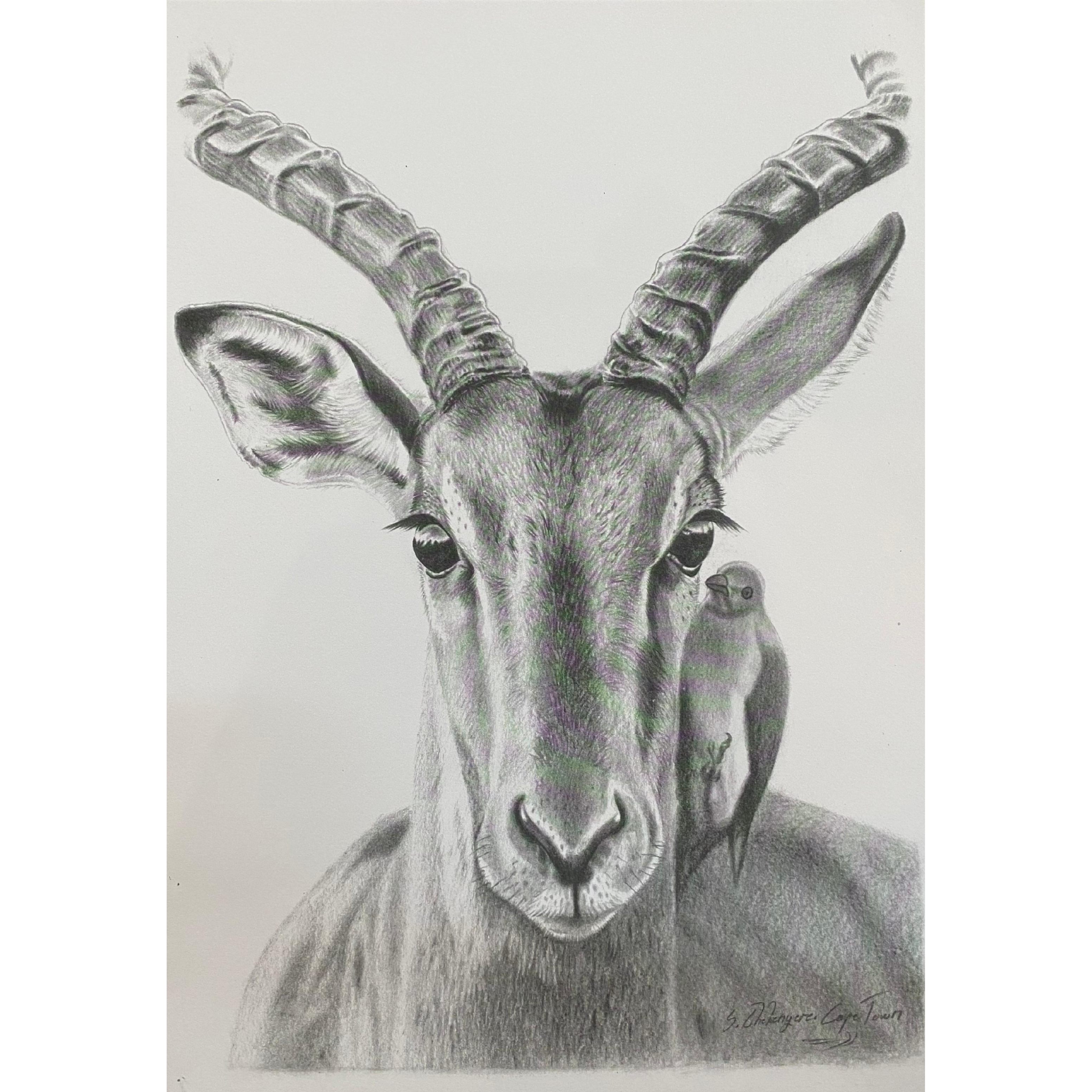 Hand Drawn Pencil Artwork Prints - Shadrack Chekenyere (Antelope)