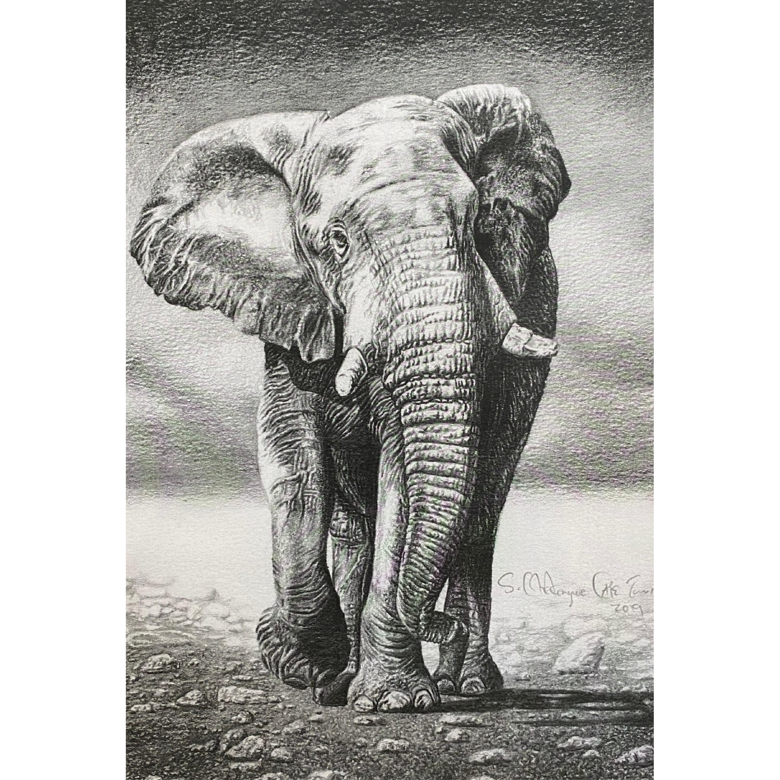 Hand Drawn Pencil Artwork Prints - Shadrack Chekenyere (Elephant)