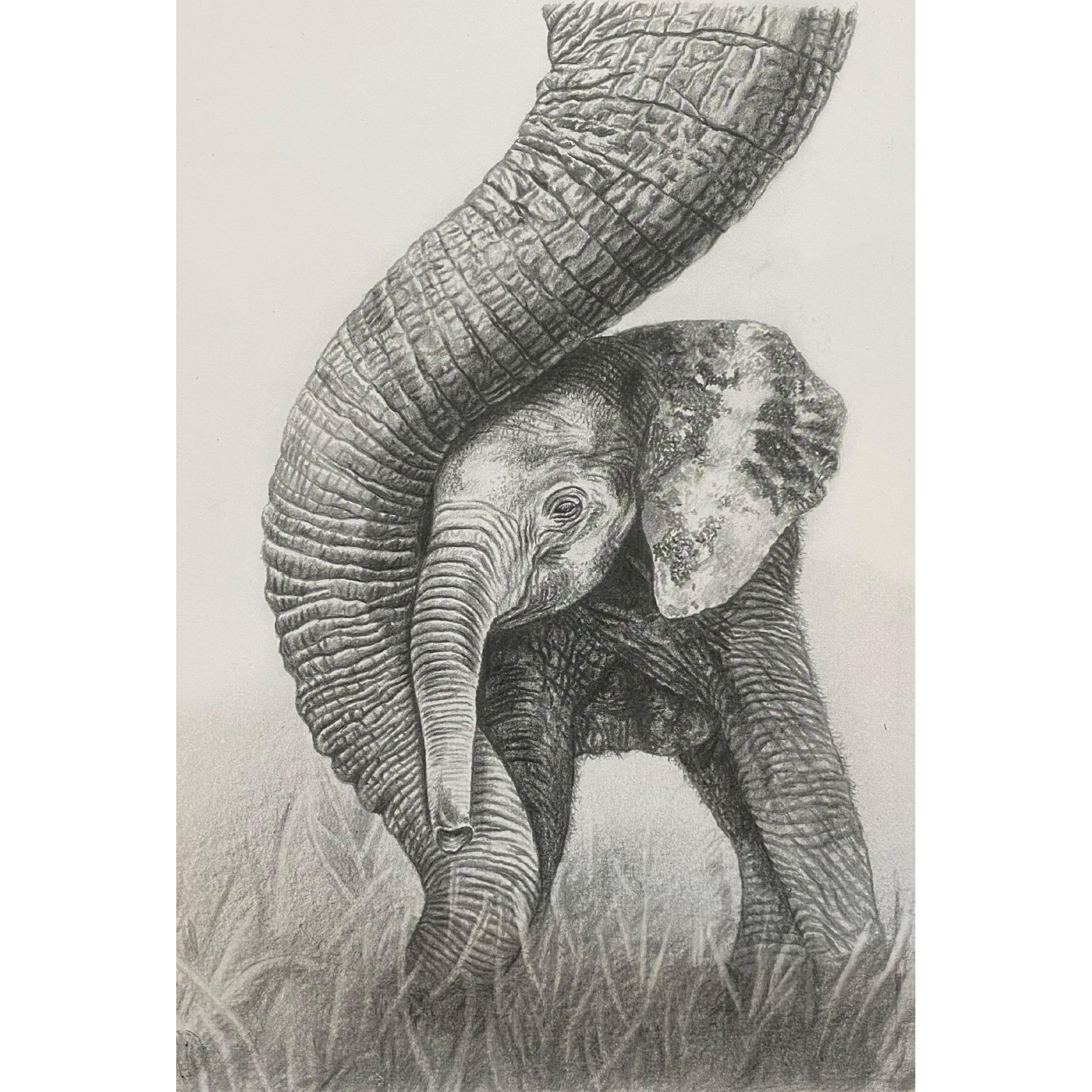 Hand Drawn Pencil Artwork Prints - Shadrack Chekenyere (Elephant)