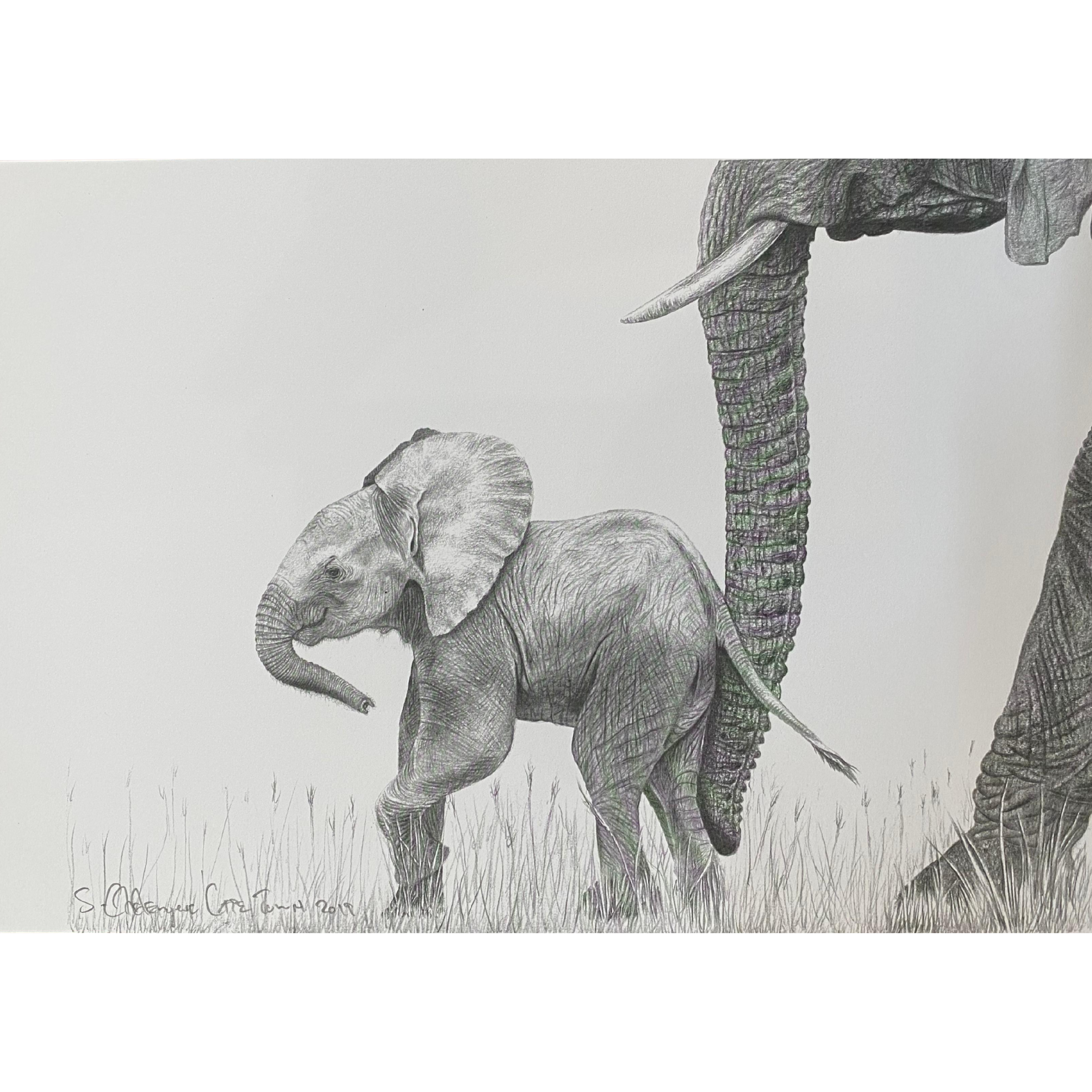 Hand Drawn Pencil Artwork Prints - Shadrack Chekenyere (Elephant)