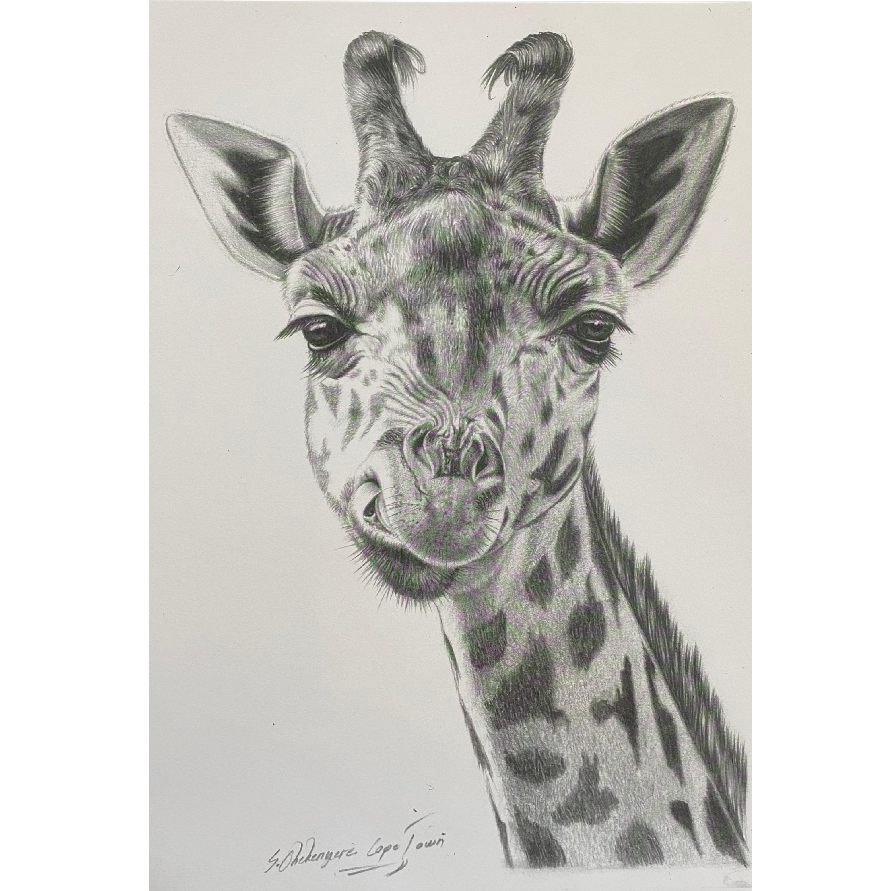 Hand Drawn Pencil Artwork Prints - Shadrack Chekenyere (Giraffe)
