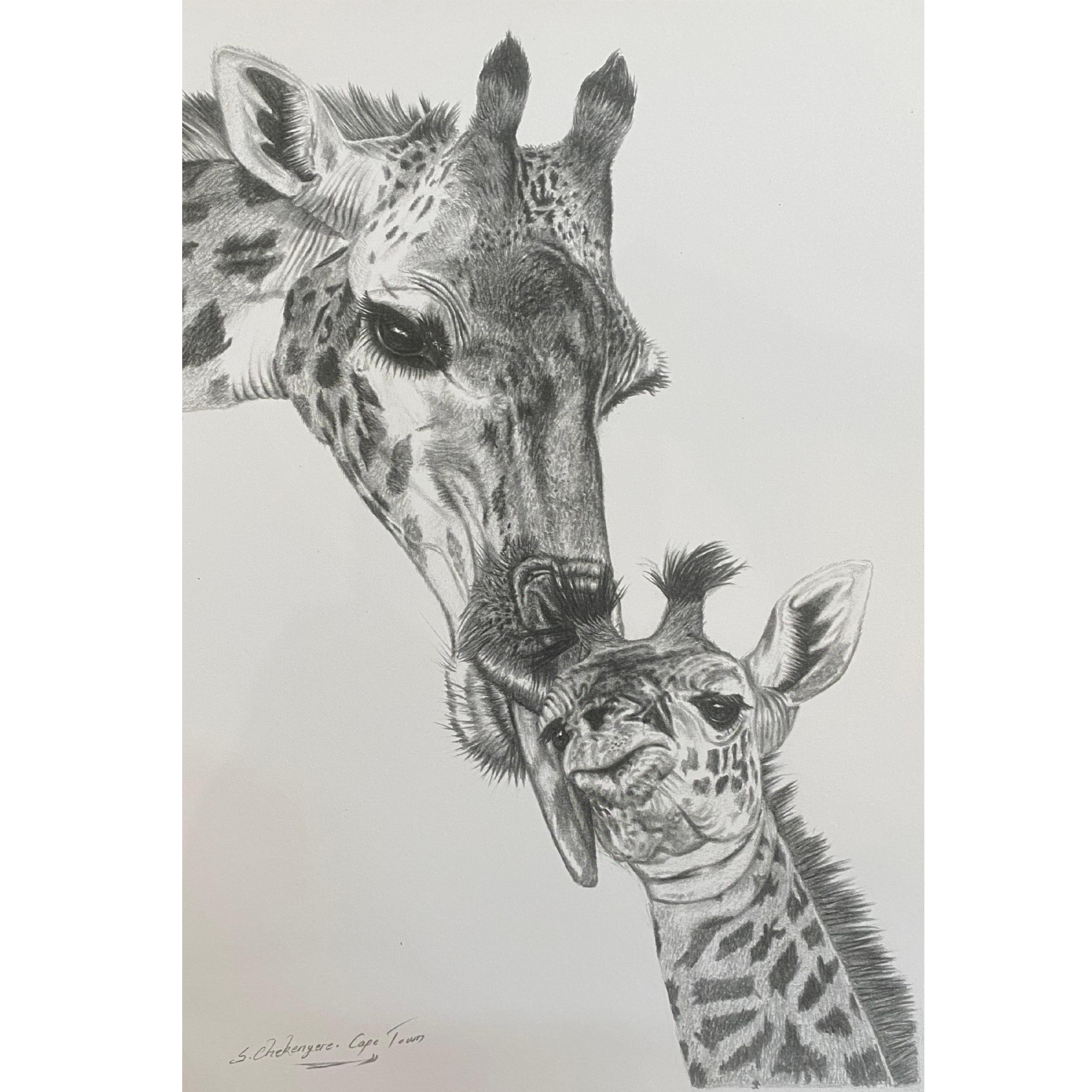 Hand Drawn Pencil Artwork Prints - Shadrack Chekenyere (Giraffe)