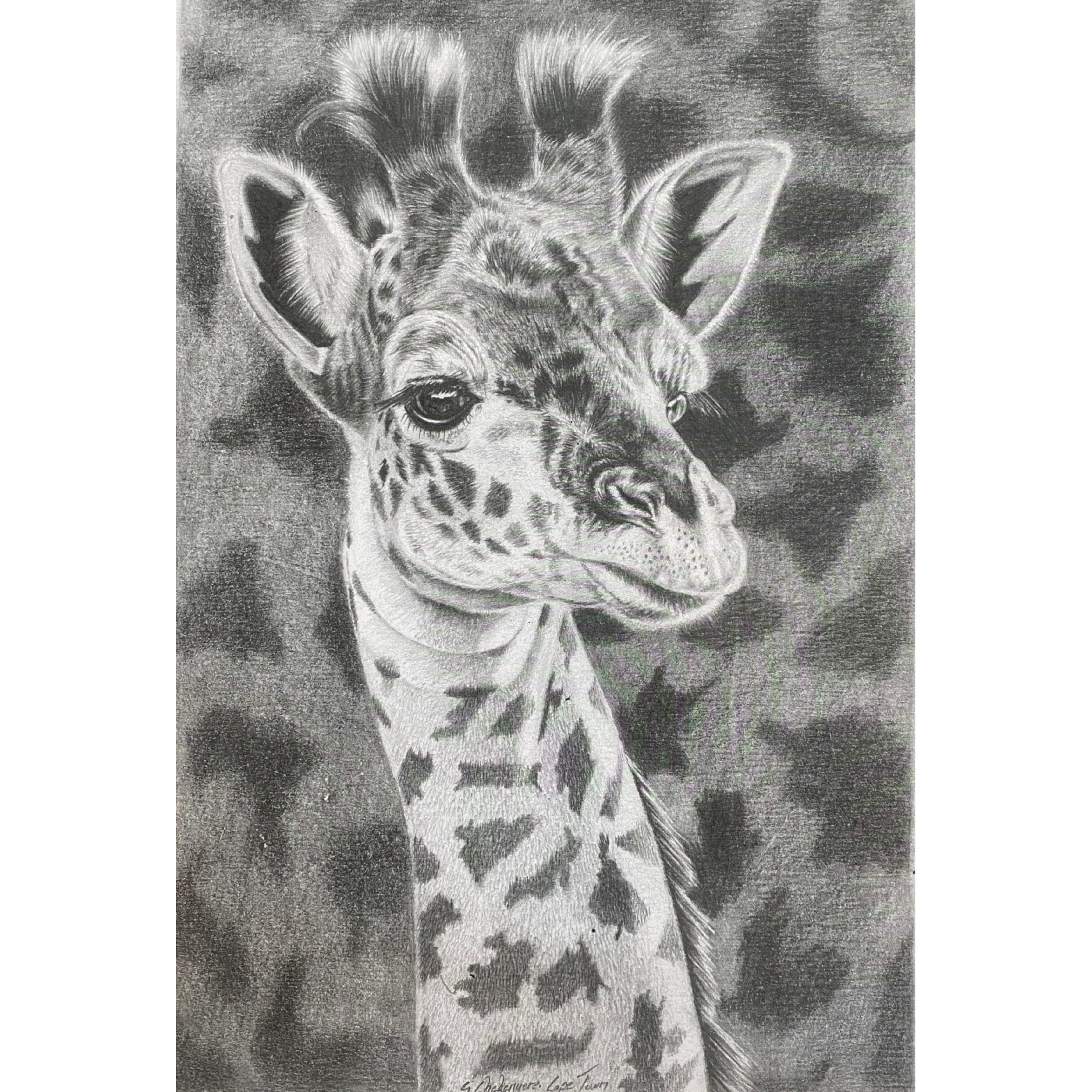 Hand Drawn Pencil Artwork Prints - Shadrack Chekenyere (Giraffe)