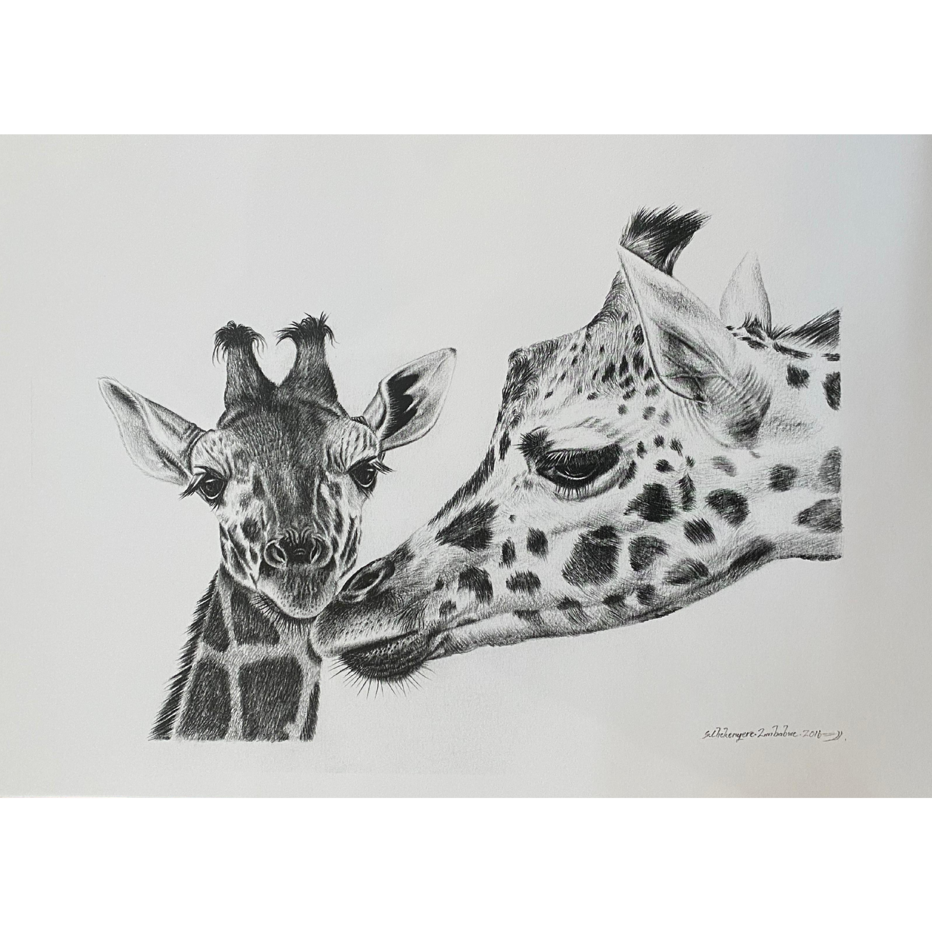 Hand Drawn Pencil Artwork Prints - Shadrack Chekenyere (Giraffe)