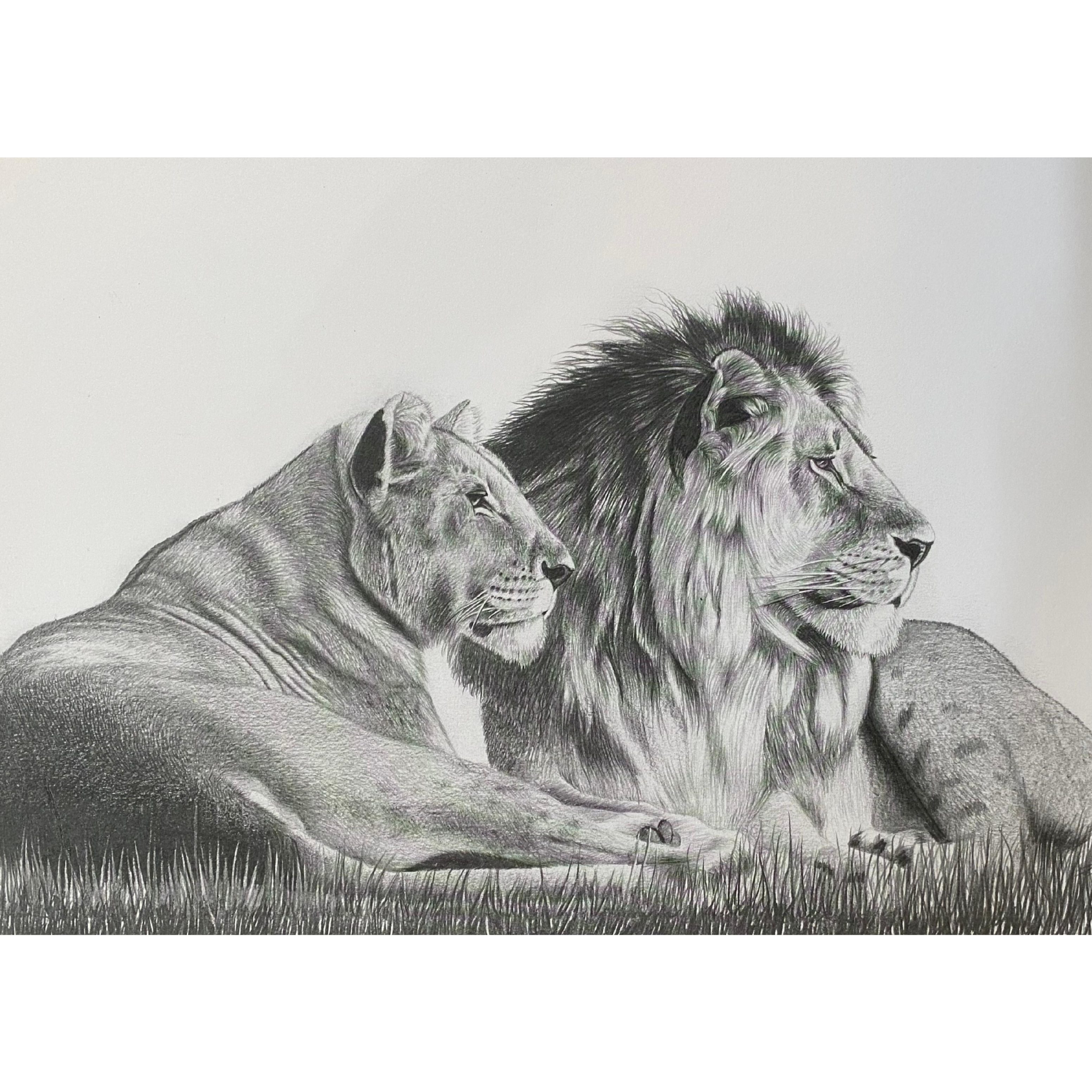 Hand Drawn Pencil Artwork Prints - Shadrack Chekenyere (Lion)