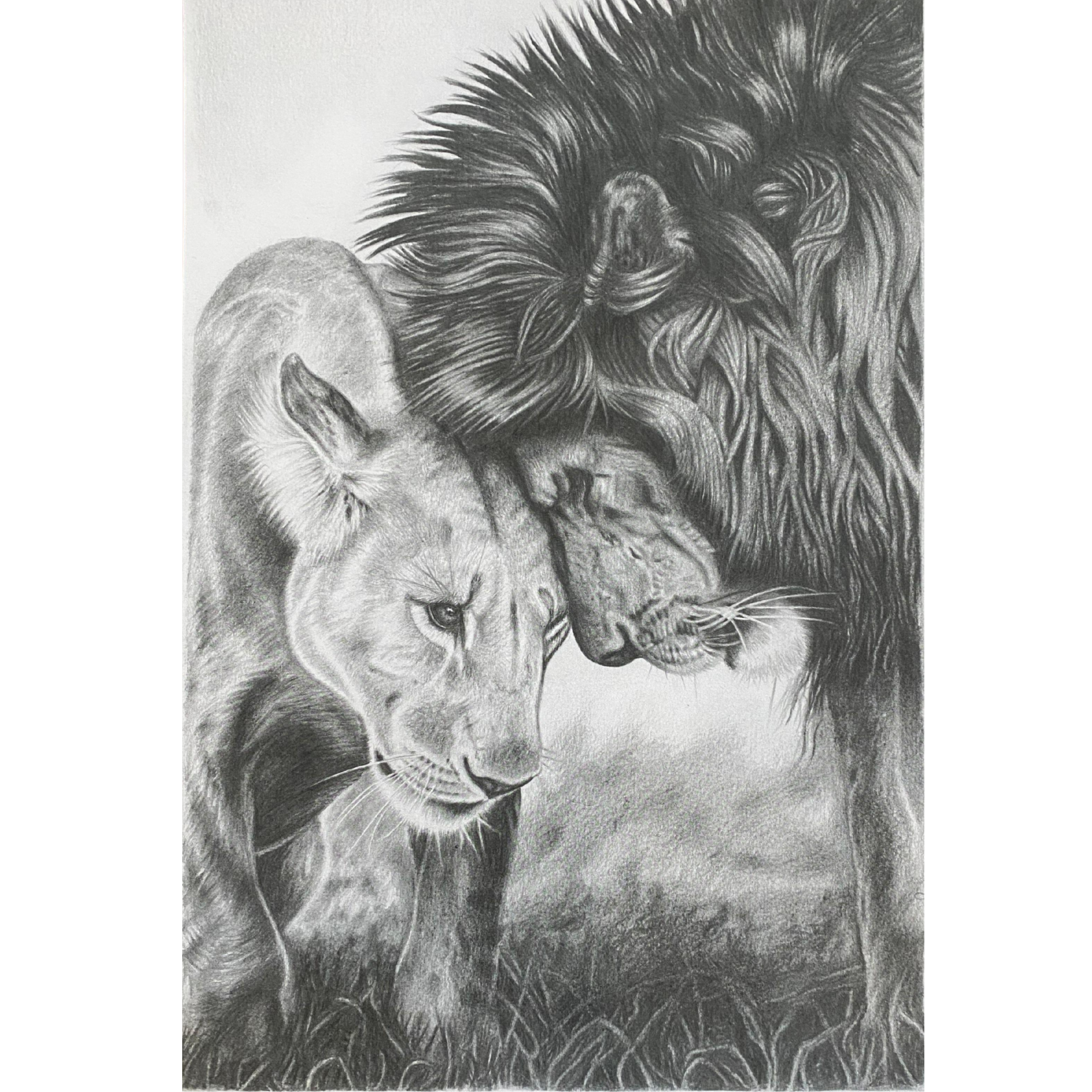Hand Drawn Pencil Artwork Prints - Shadrack Chekenyere (Lion)