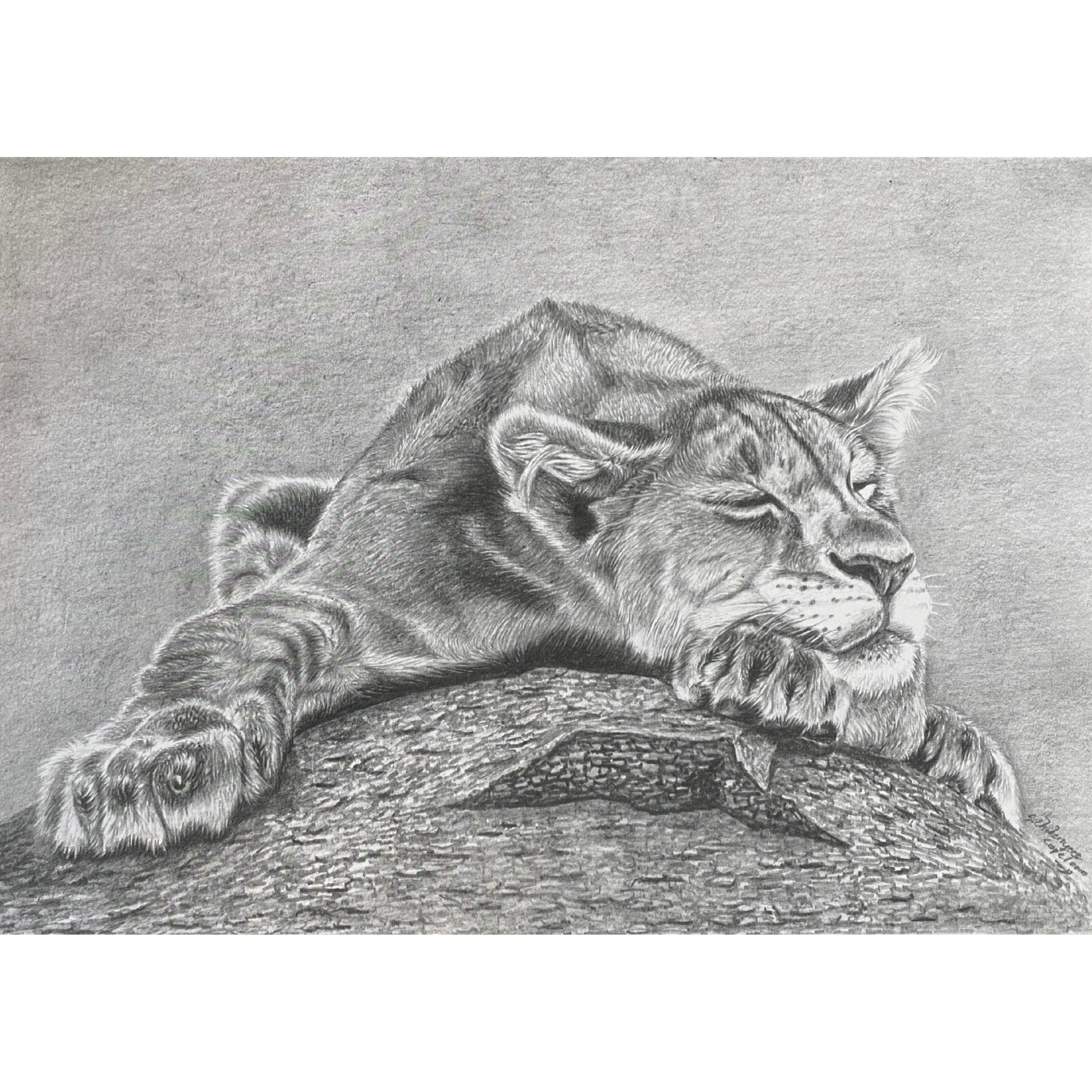 Hand Drawn Pencil Artwork Prints - Shadrack Chekenyere (Lion)