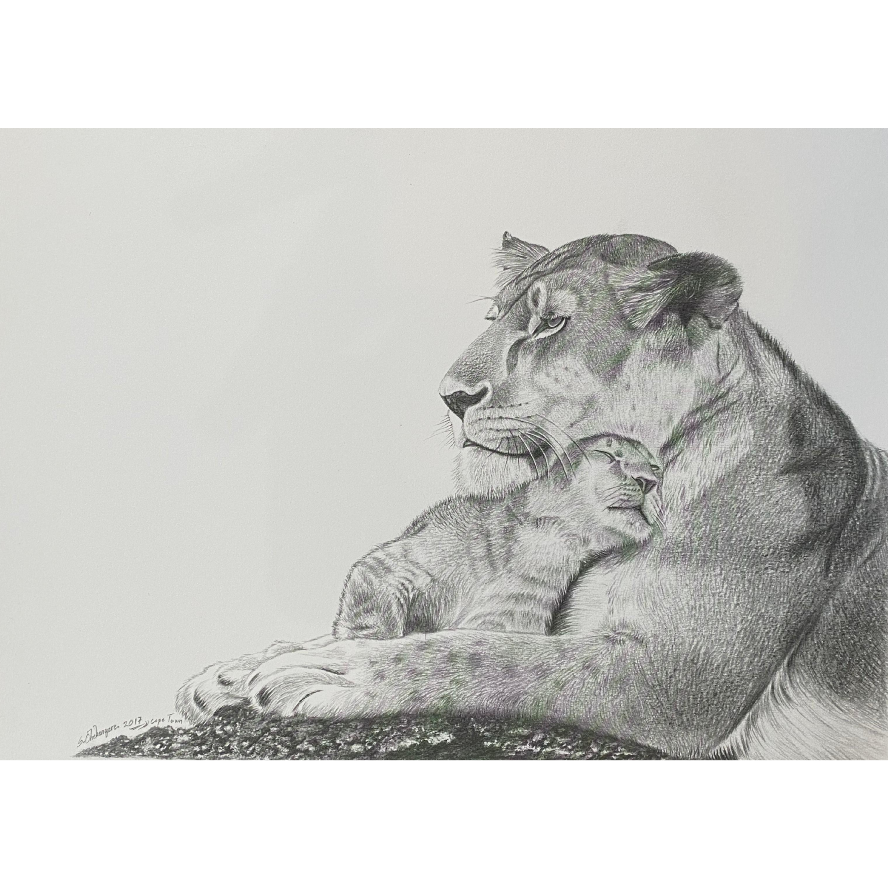 Hand Drawn Pencil Artwork Prints - Shadrack Chekenyere (Lion)
