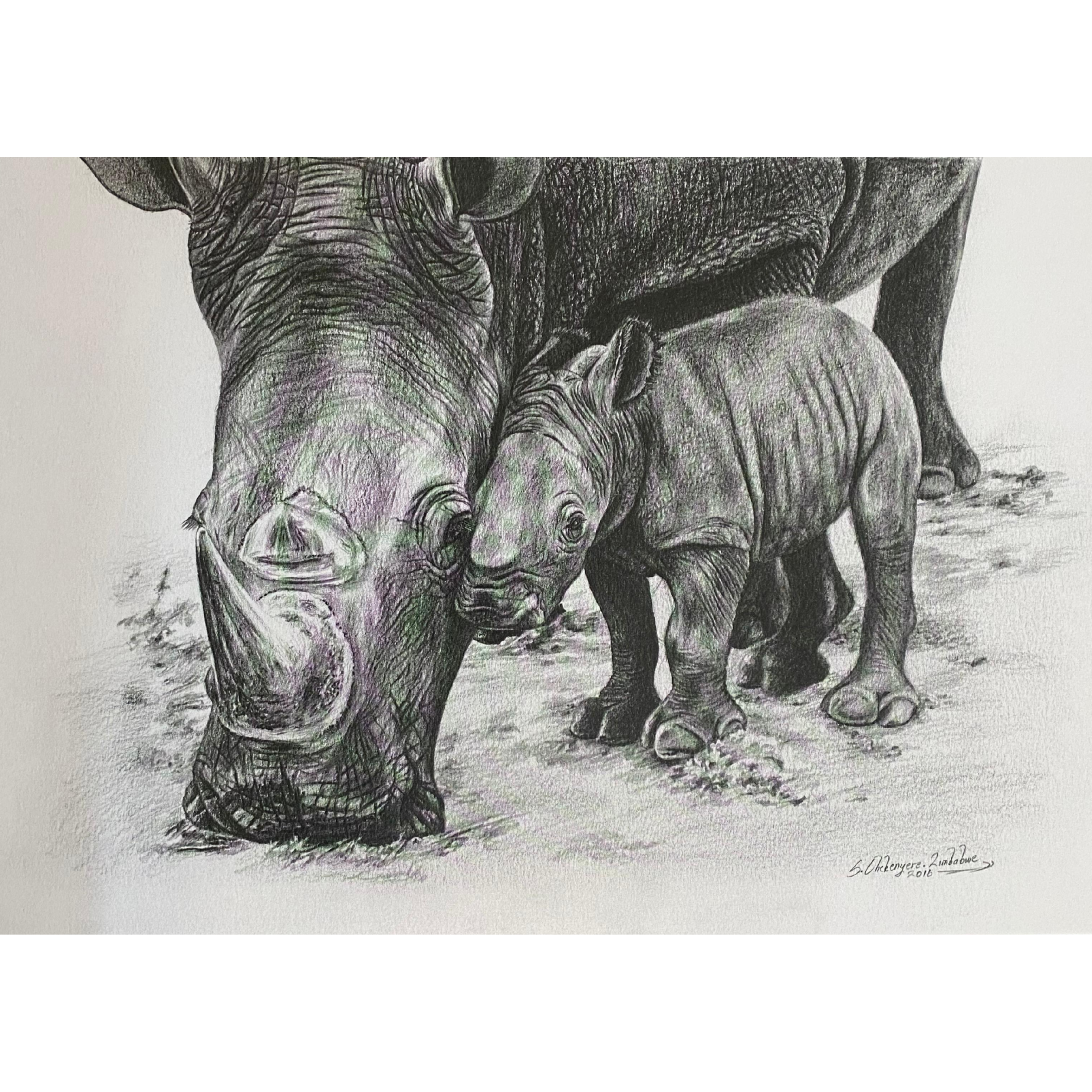 Hand Drawn Pencil Artwork Prints - Shadrack Chekenyere (Rhino)