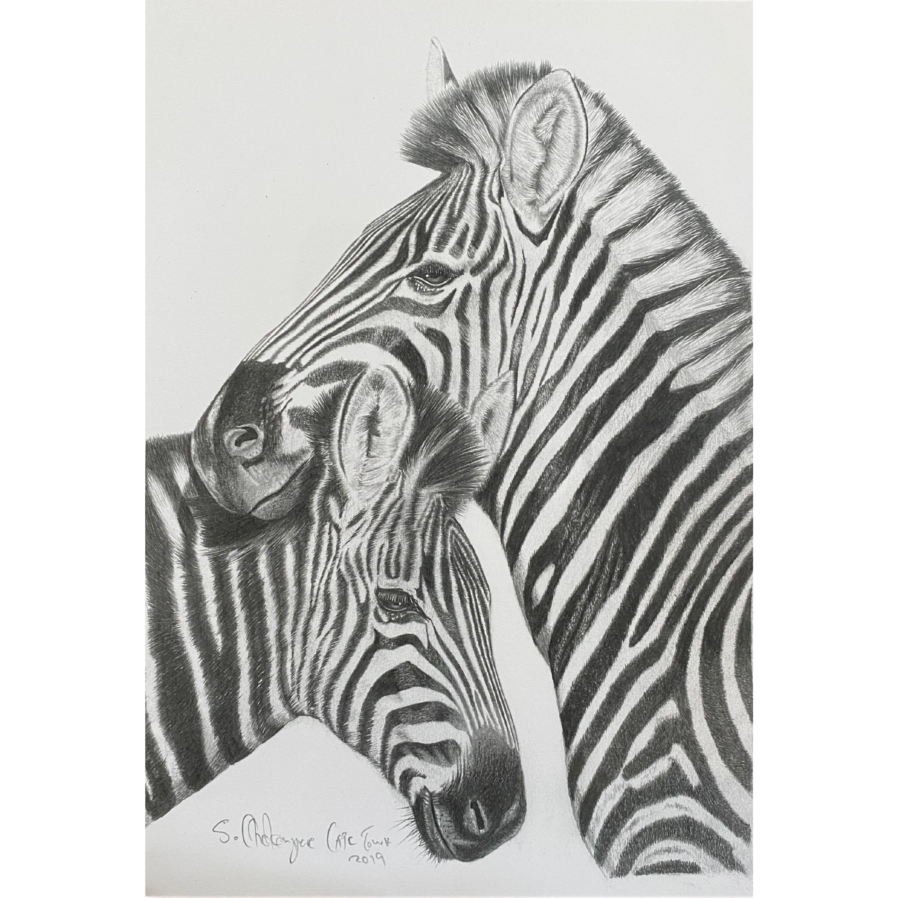 Hand Drawn Pencil Artwork Prints - Shadrack Chekenyere (Zebra)